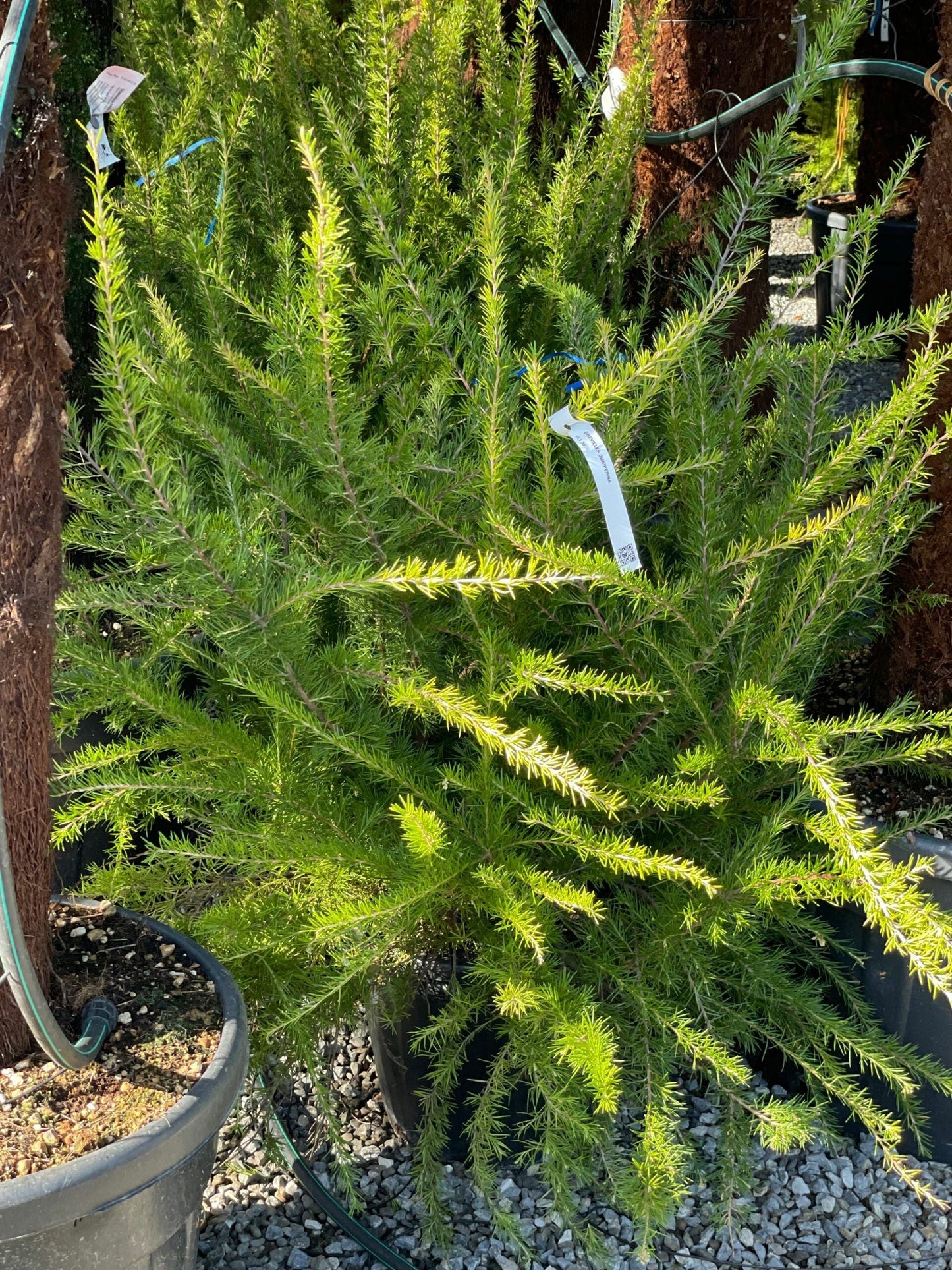 GREVILLEA lanigera 'Mount Tamboritha'