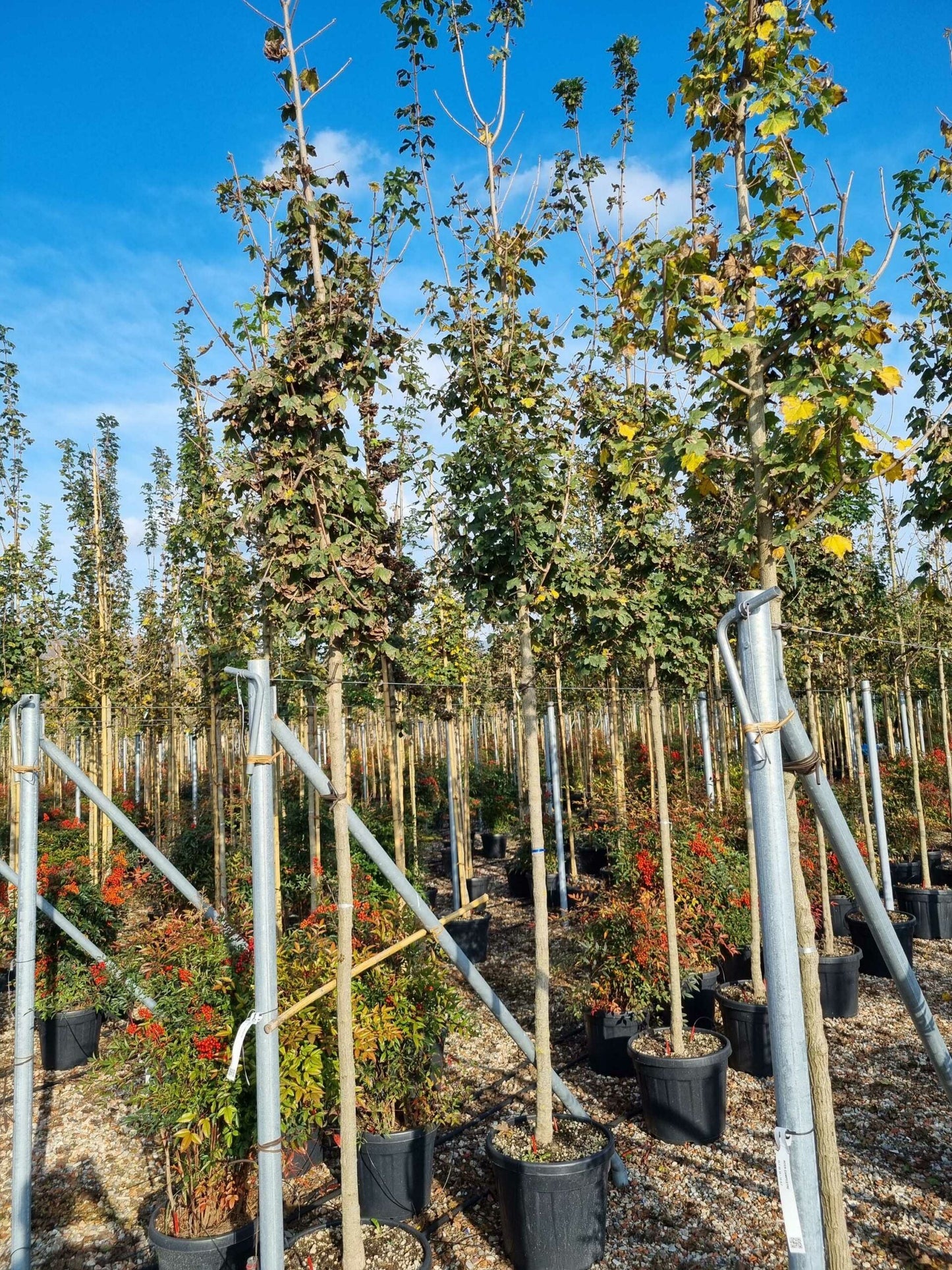 ACER campestre 'Elegant'