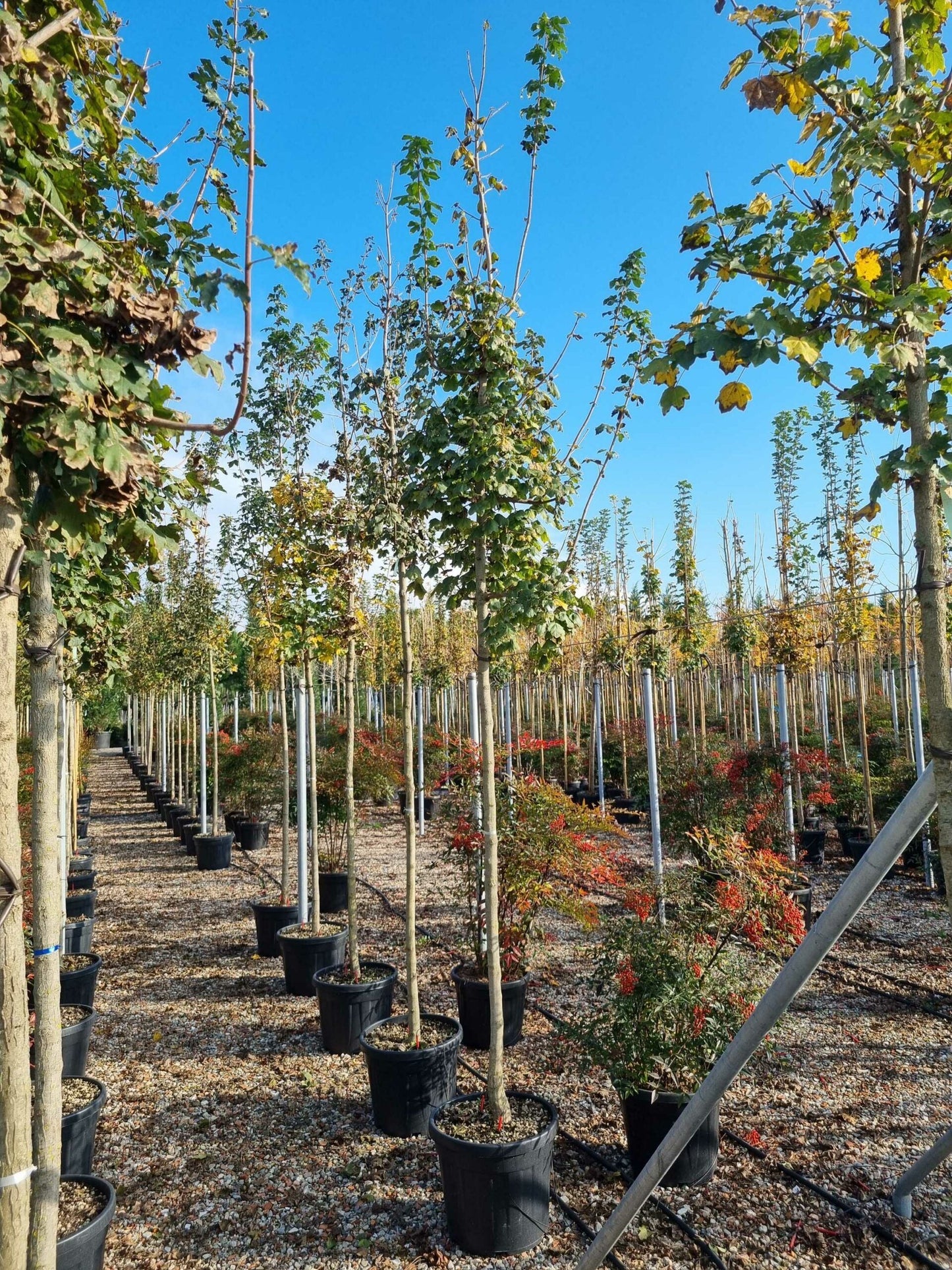 ACER campestre 'Elegant'
