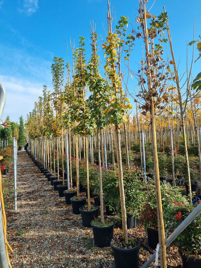 ACER campestre 'Lienco'