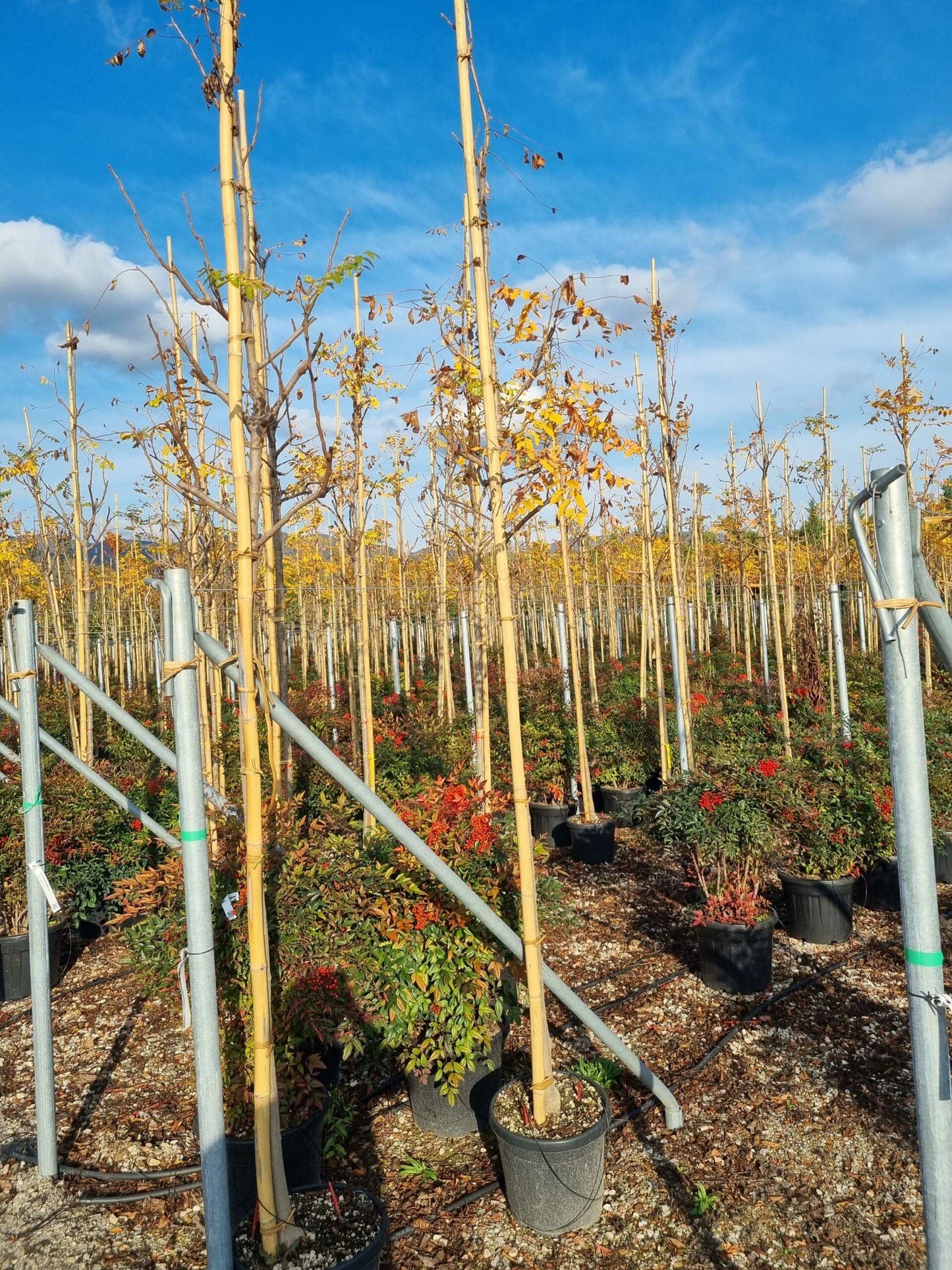 KOELREUTERIA paniculata 'Coral Sun' ®