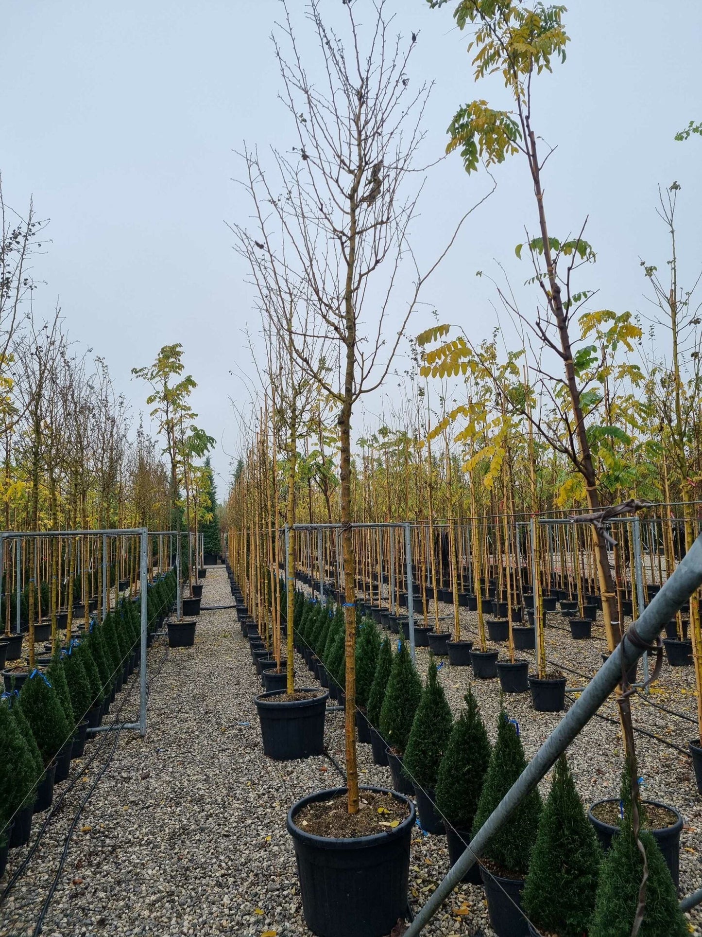 CRATAEGUS monogyna