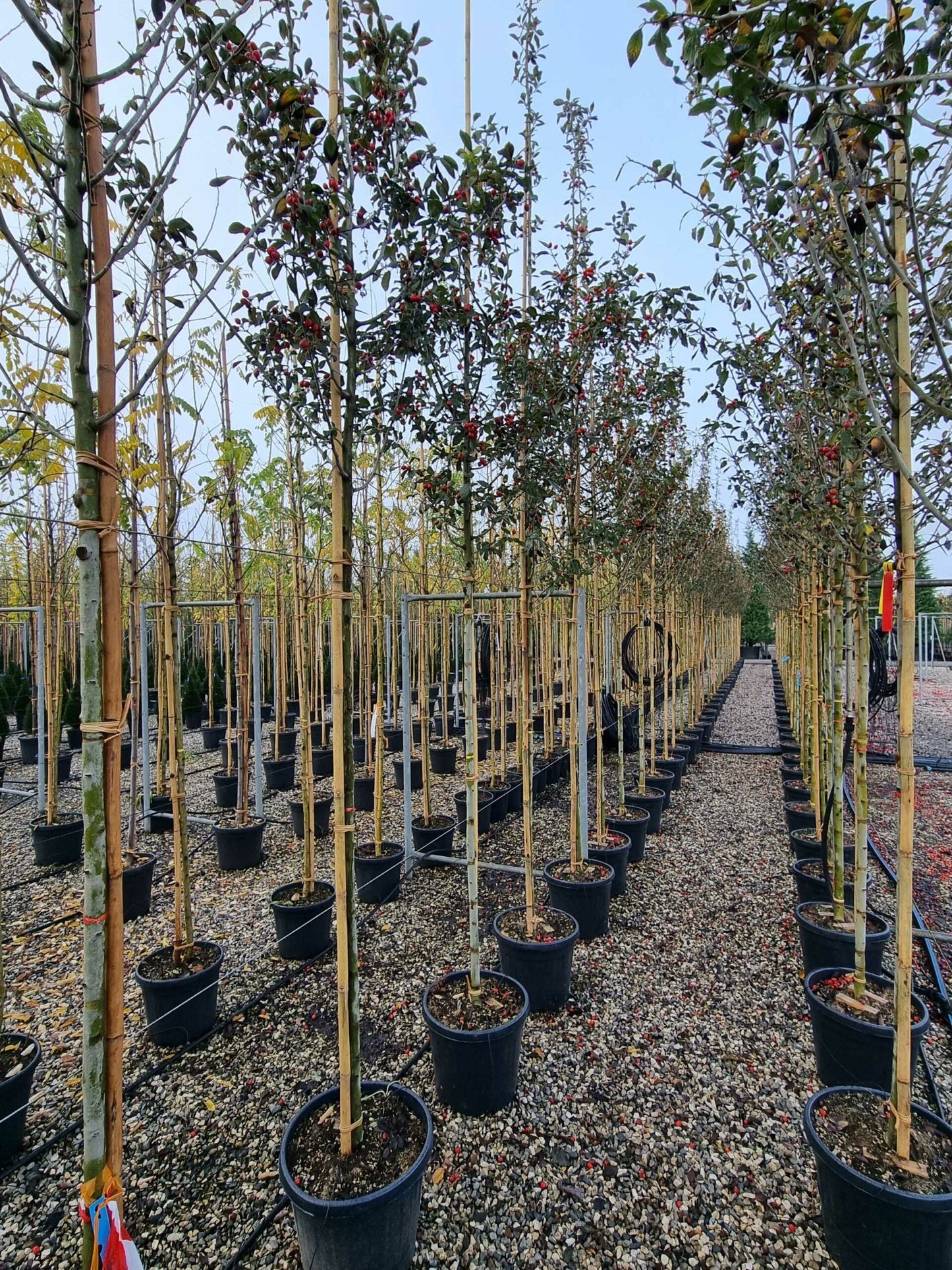 CRYPTOMERIA japonica 'Araucarioides'