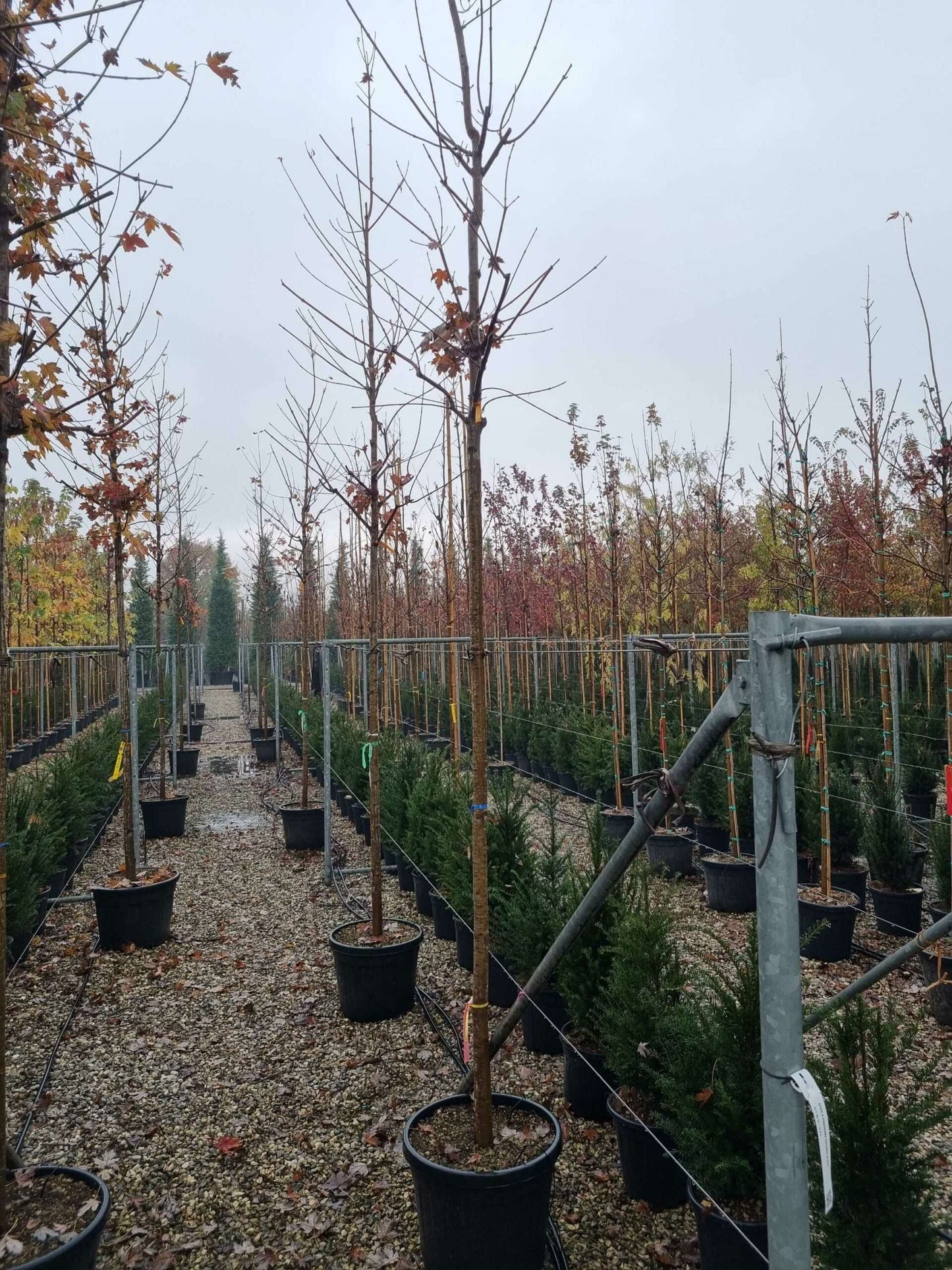 ACER x freemanii 'Autumn Fantasy' ®