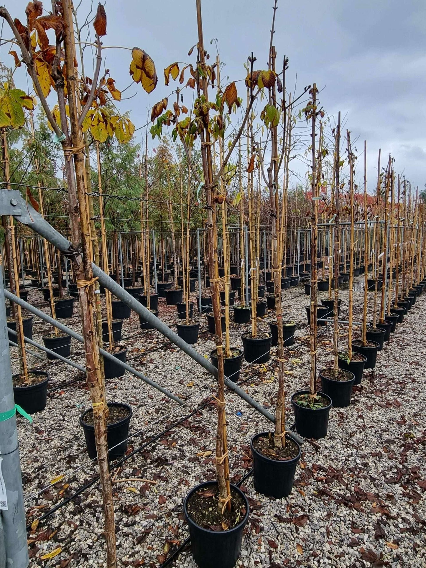 AESCULUS hippocastanum 'Pyramidalis'