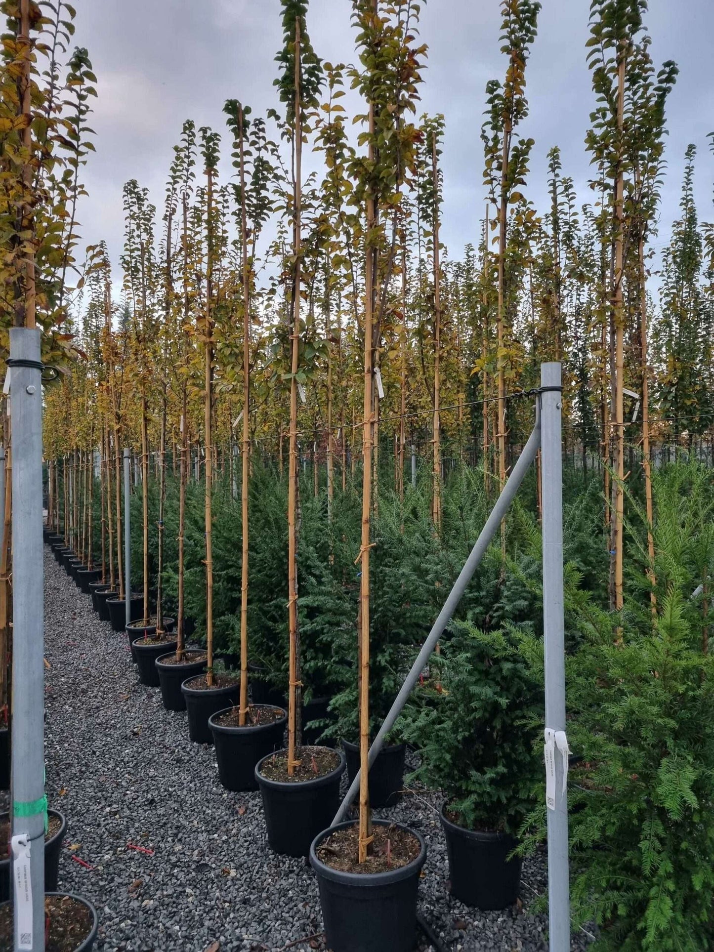 CARPINUS betulus 'Monumentalis'