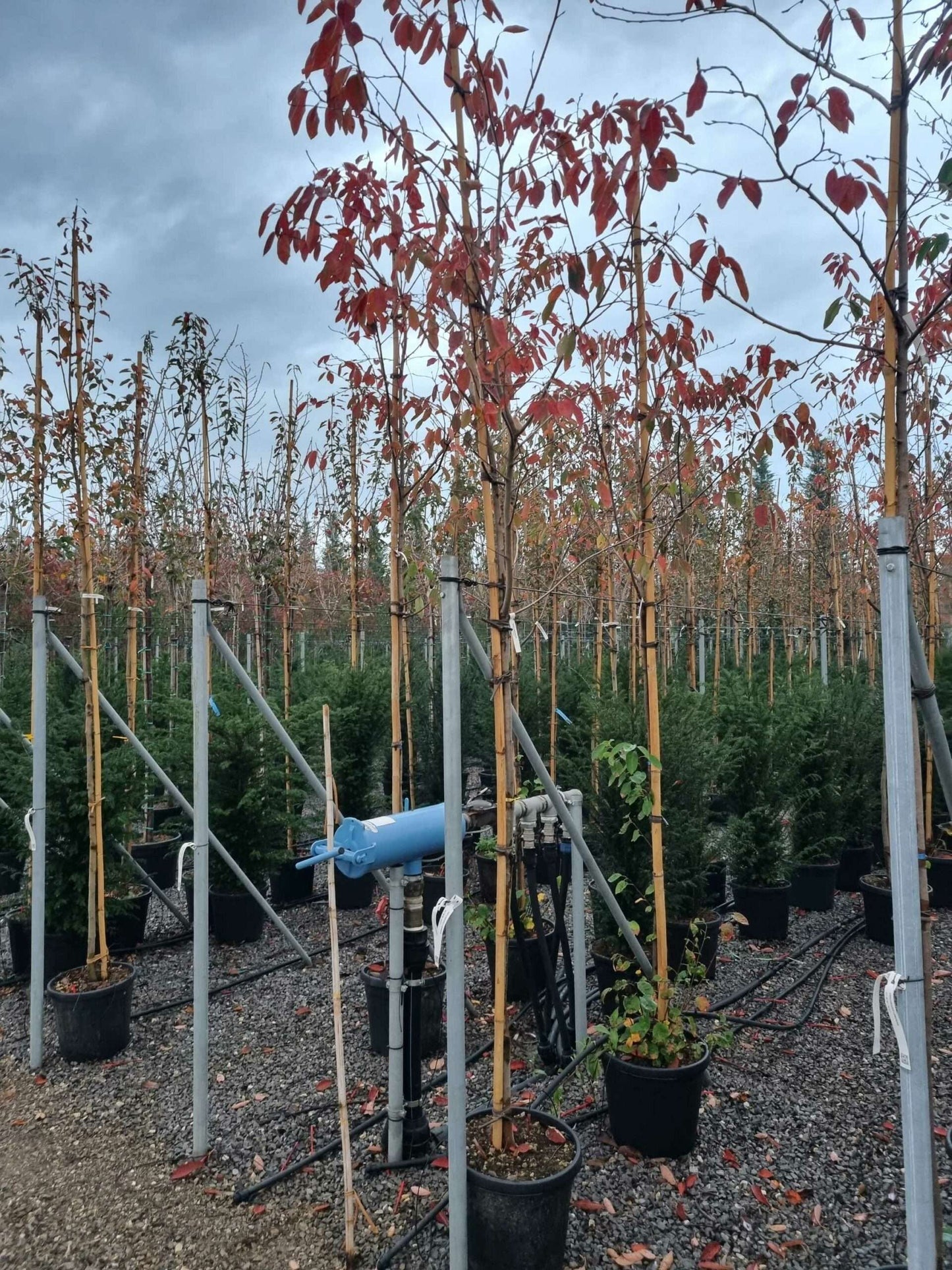 AMELANCHIER ovalis