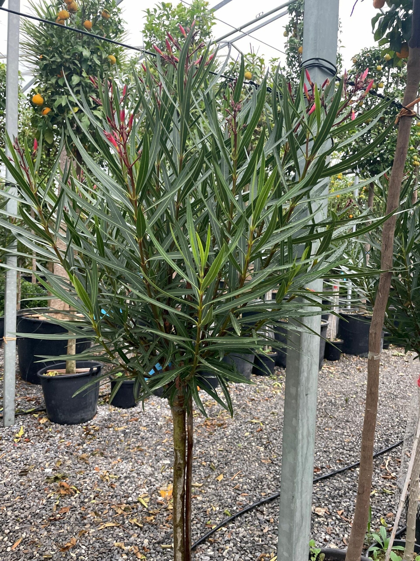 NERIUM oleander 'Rosa Semplice'