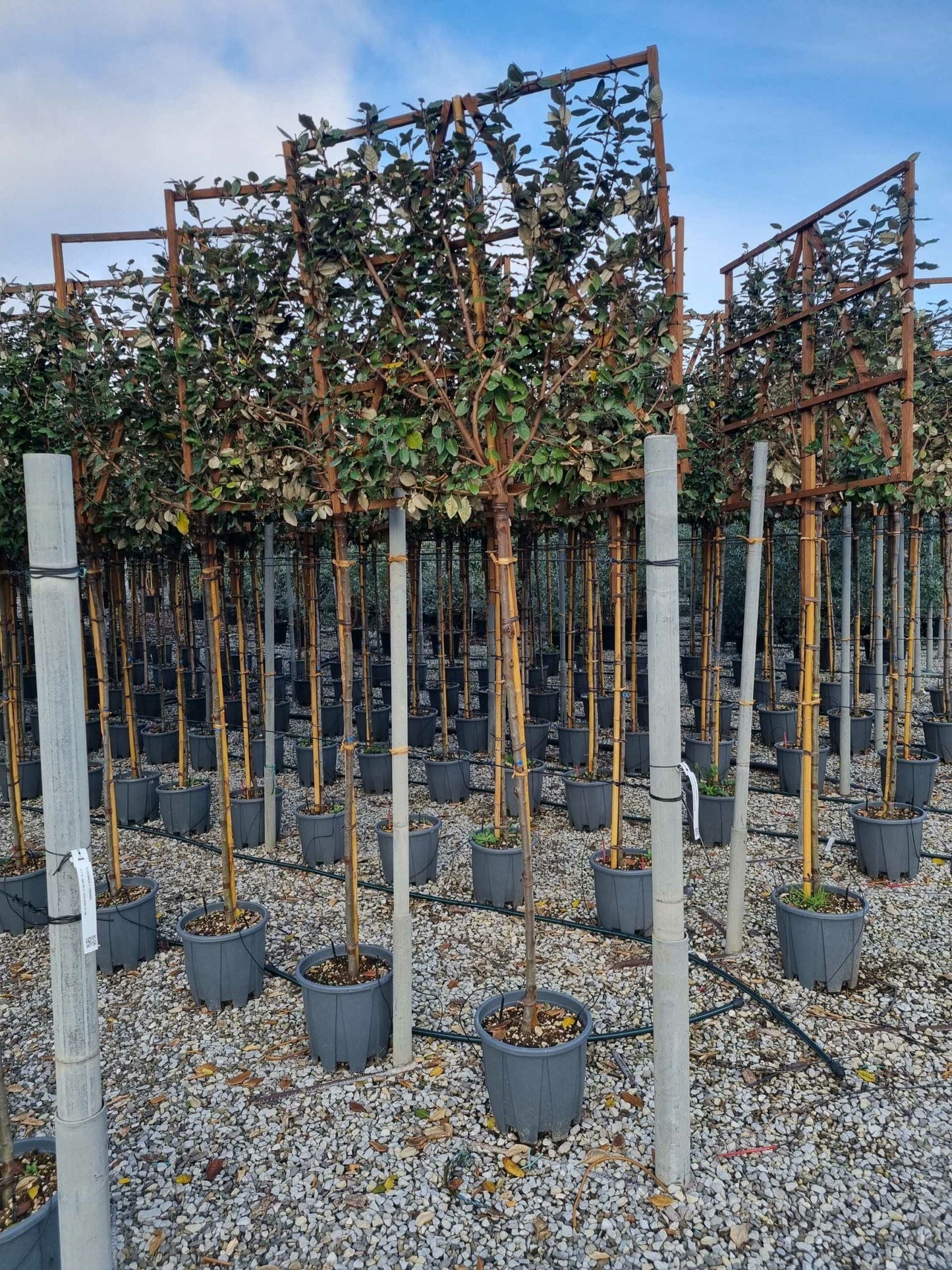 ELAEAGNUS x ebbingei 'Compacta'