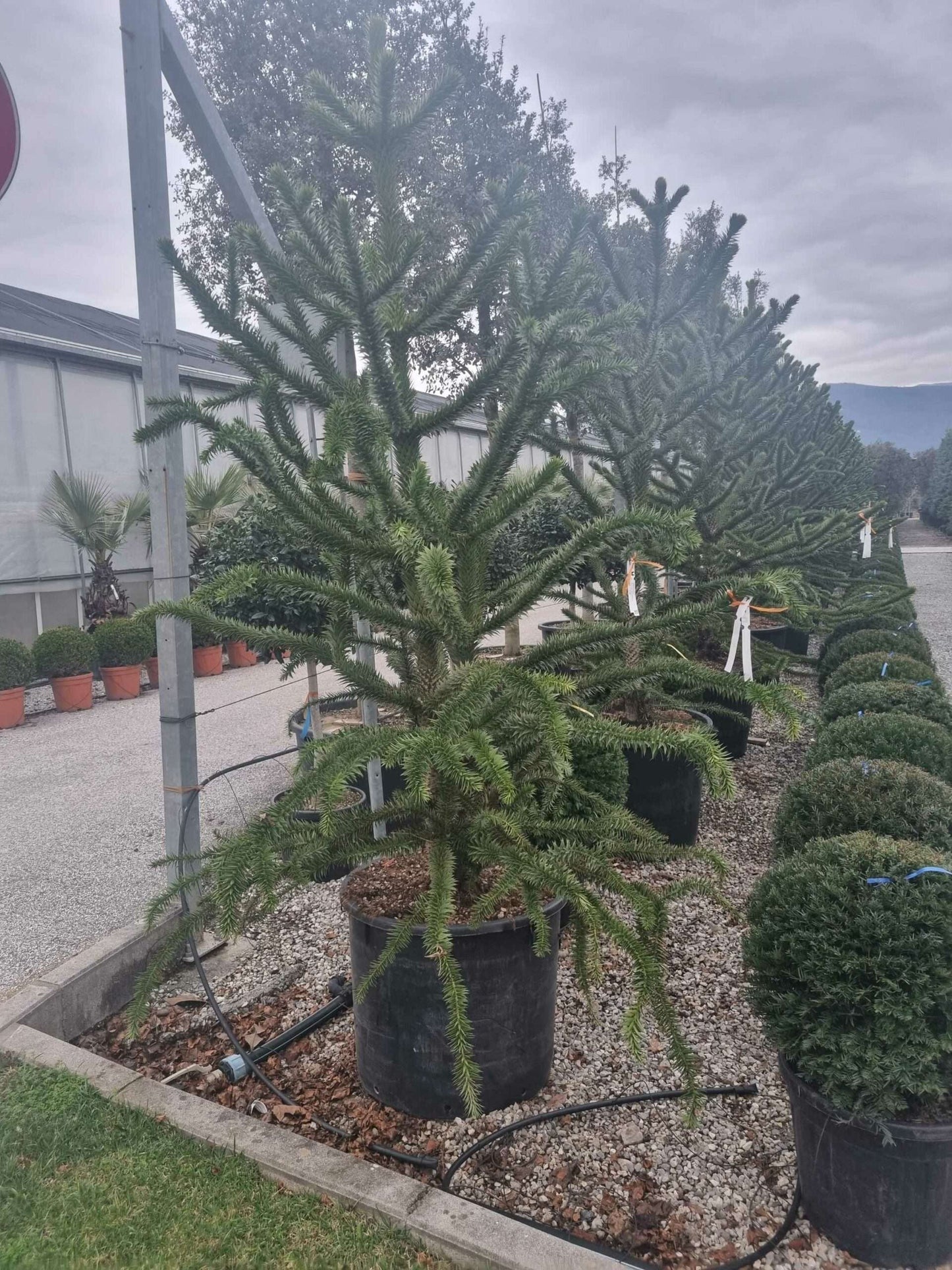 ARAUCARIA excelsa