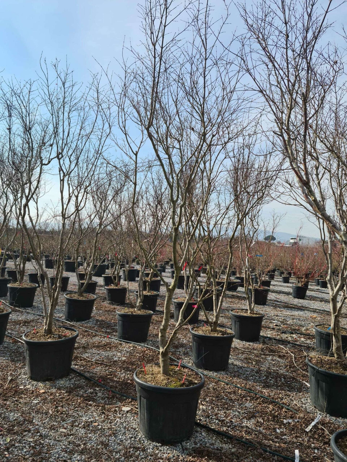 ACER palmatum 'Butterfly'
