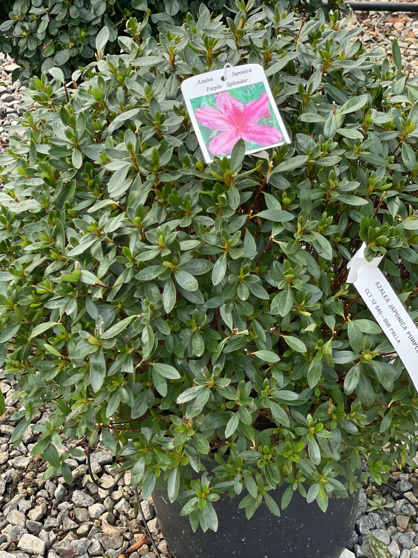 AZALEA japonica 'Rosa'