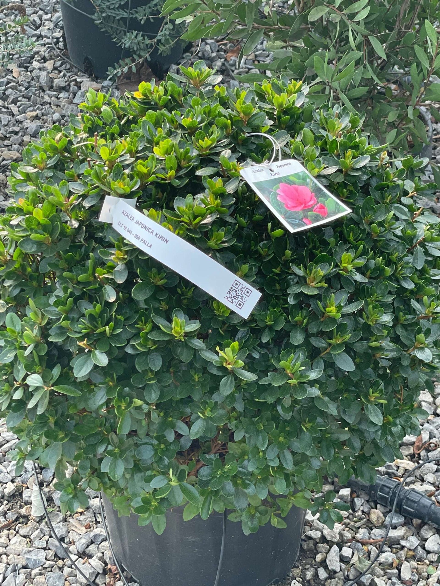 AZALEA japonica 'Mistral'
