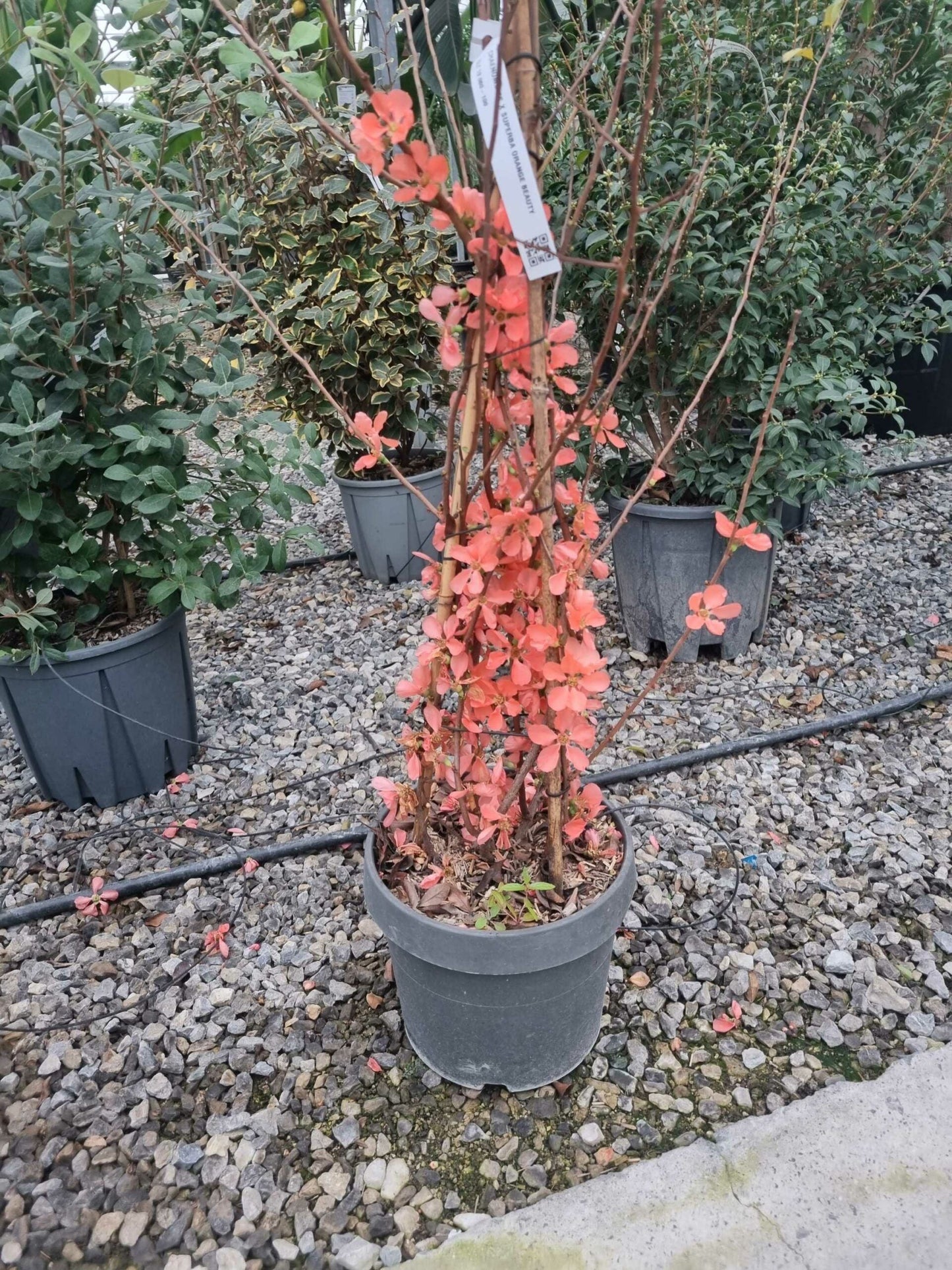 CHAENOMELES x superba 'Red Joy'
