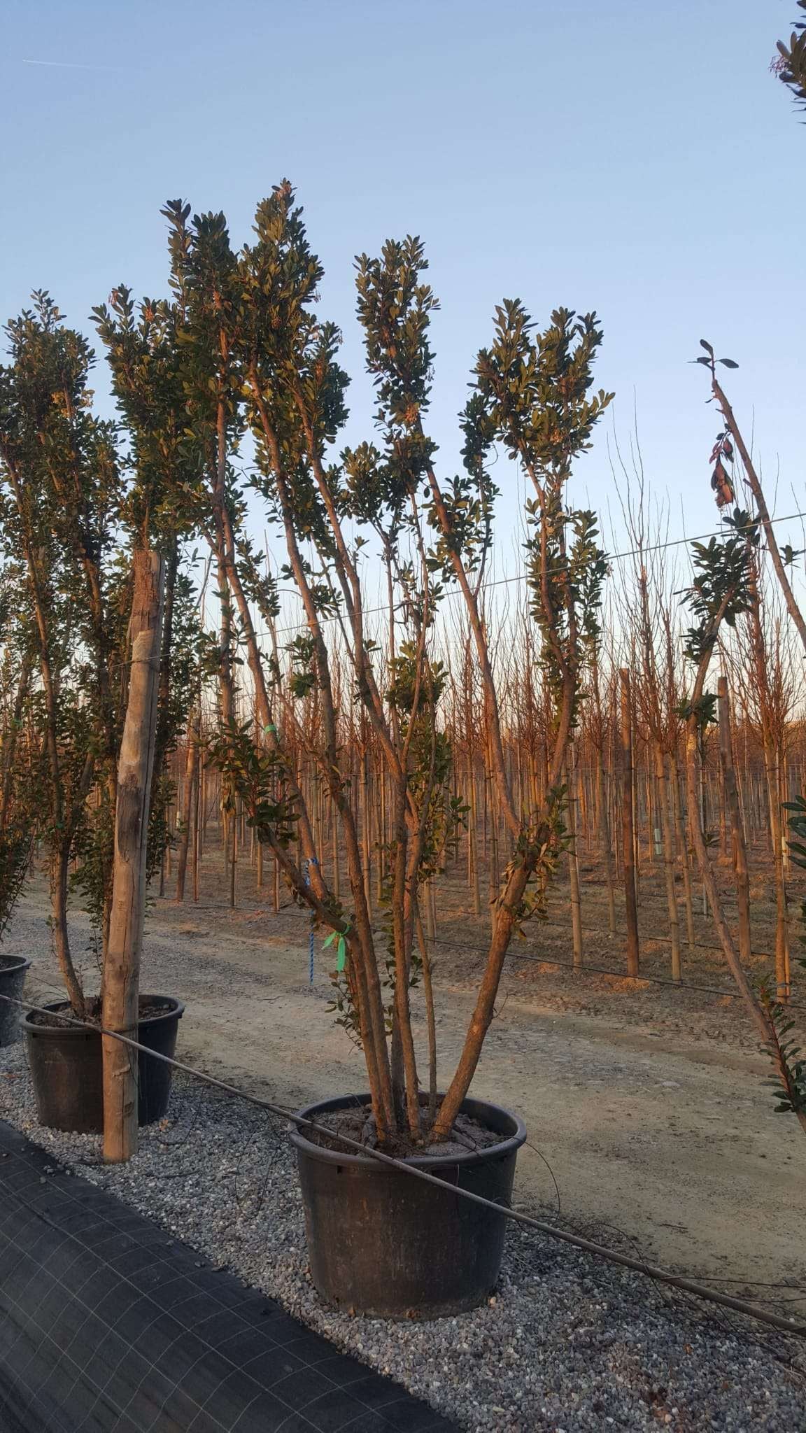 ARBUTUS unedo 'Compacta'