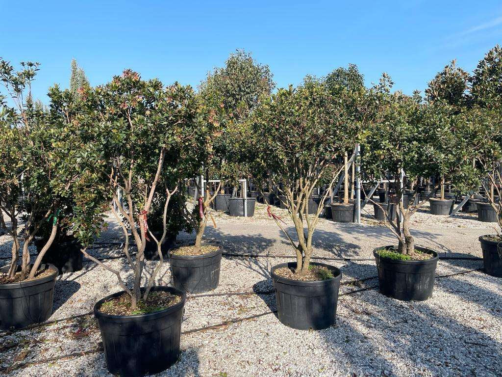 ARBUTUS unedo 'Compacta'