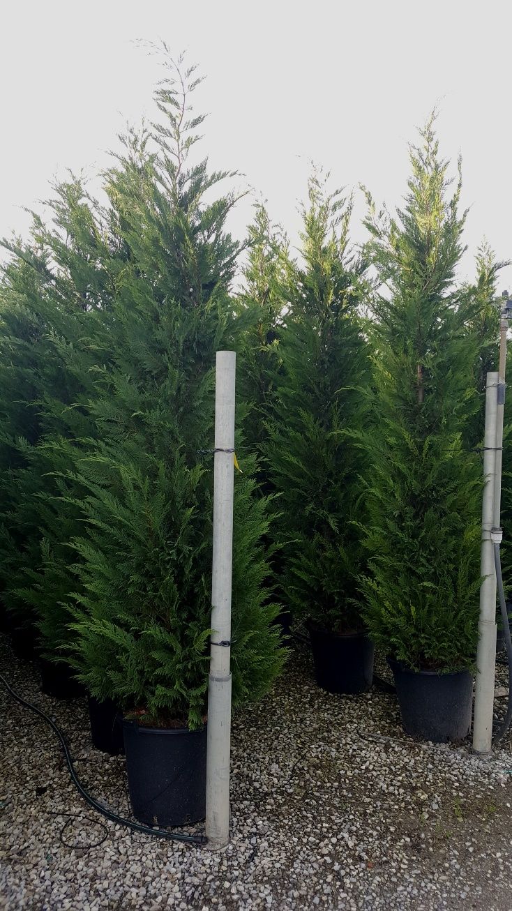 CUPRESSOCYPARIS leylandii '2001'