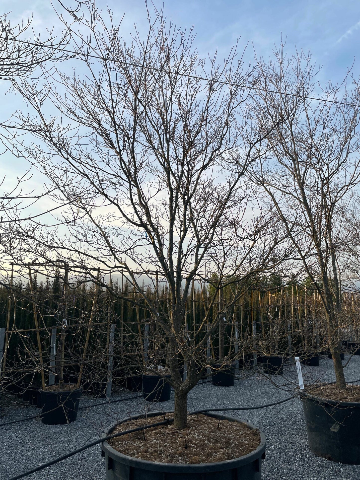 CORNUS honkongensis