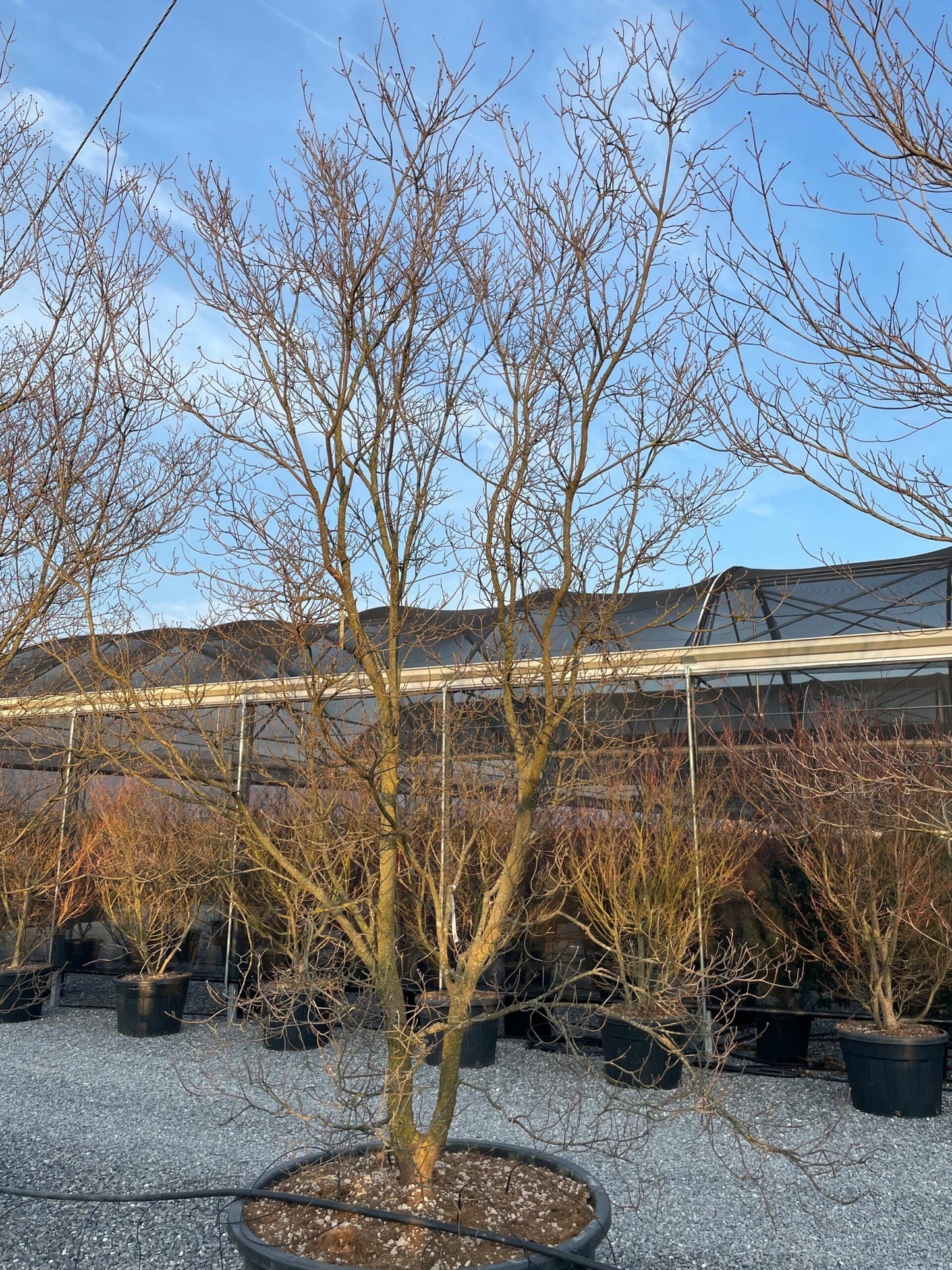 CORNUS honkongensis