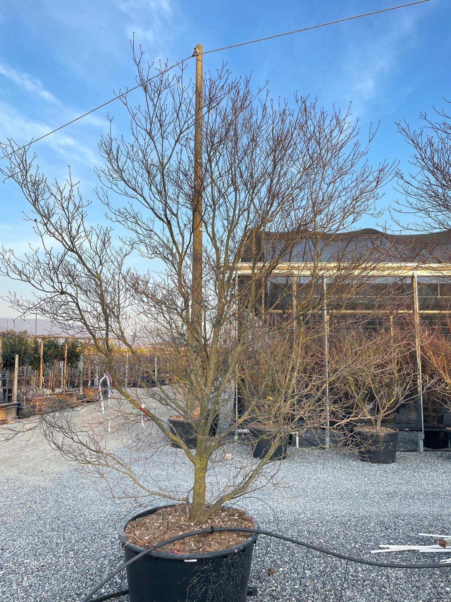CORNUS honkongensis
