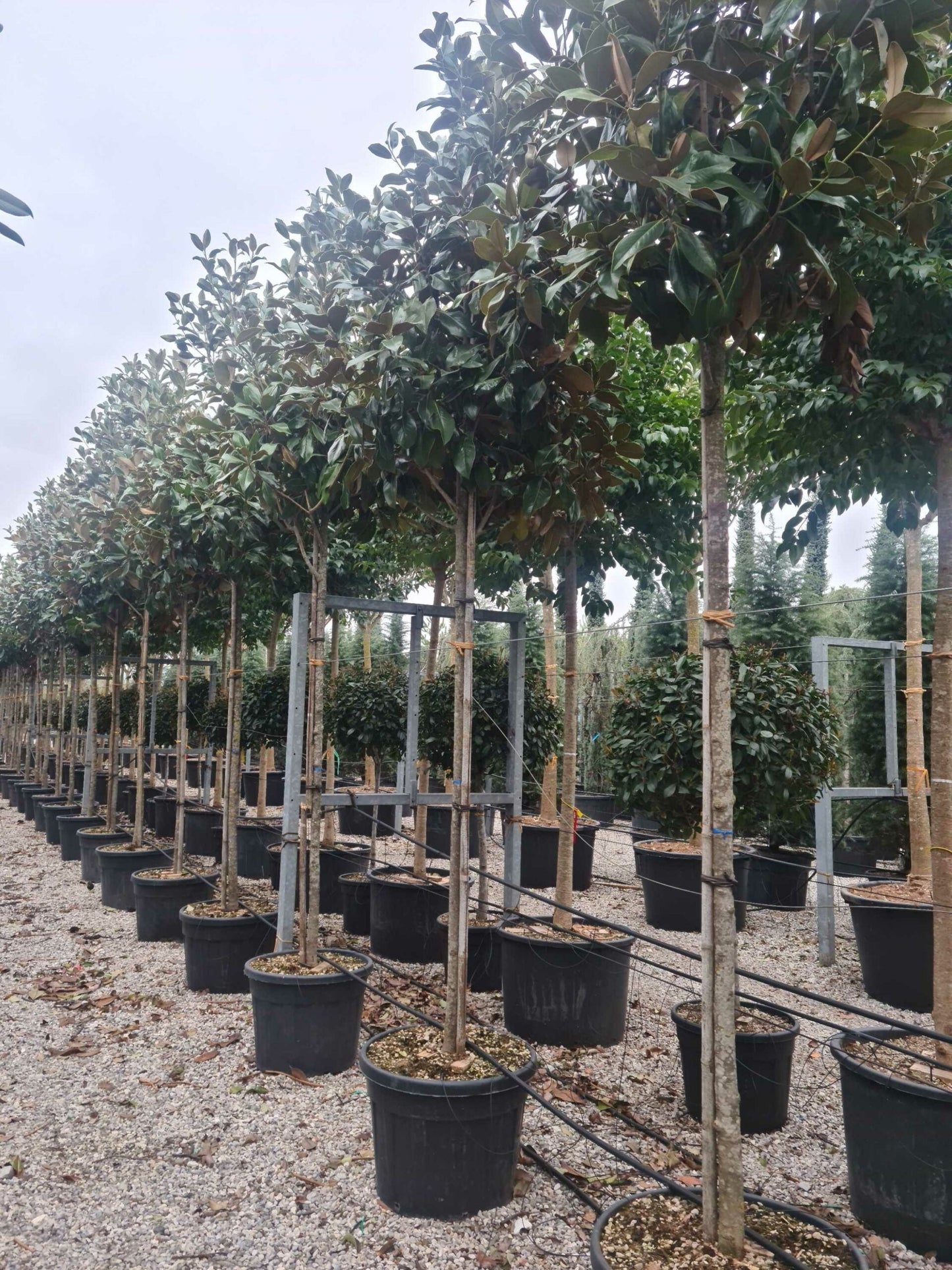 MAGNOLIA grandiflora 'Little Gem'