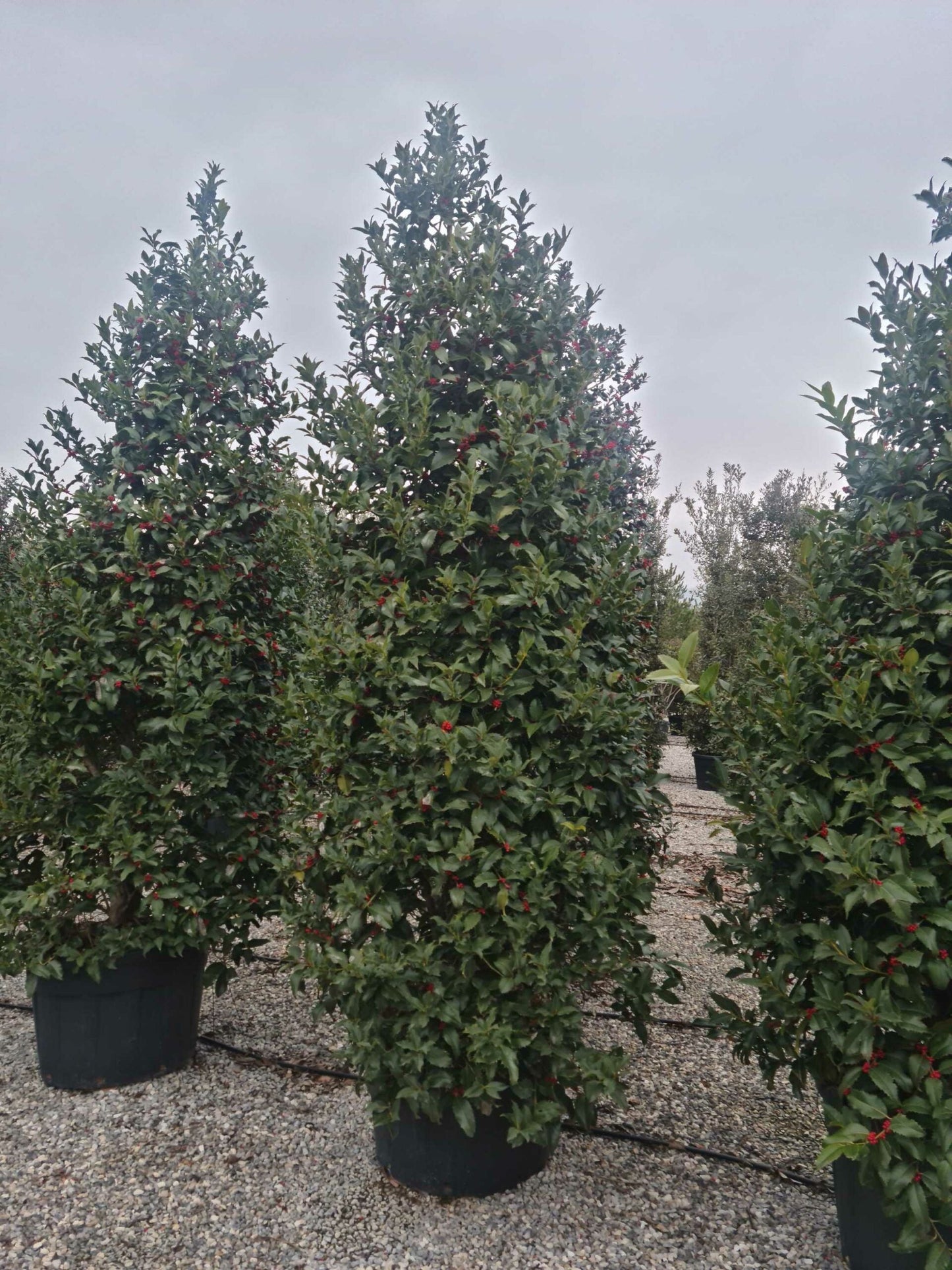 ILEX cornuta
