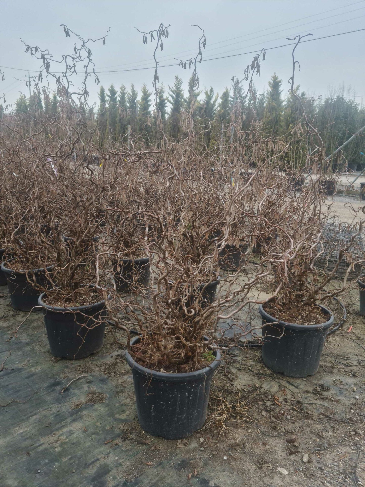 CORYLUS avellana 'Pendula'