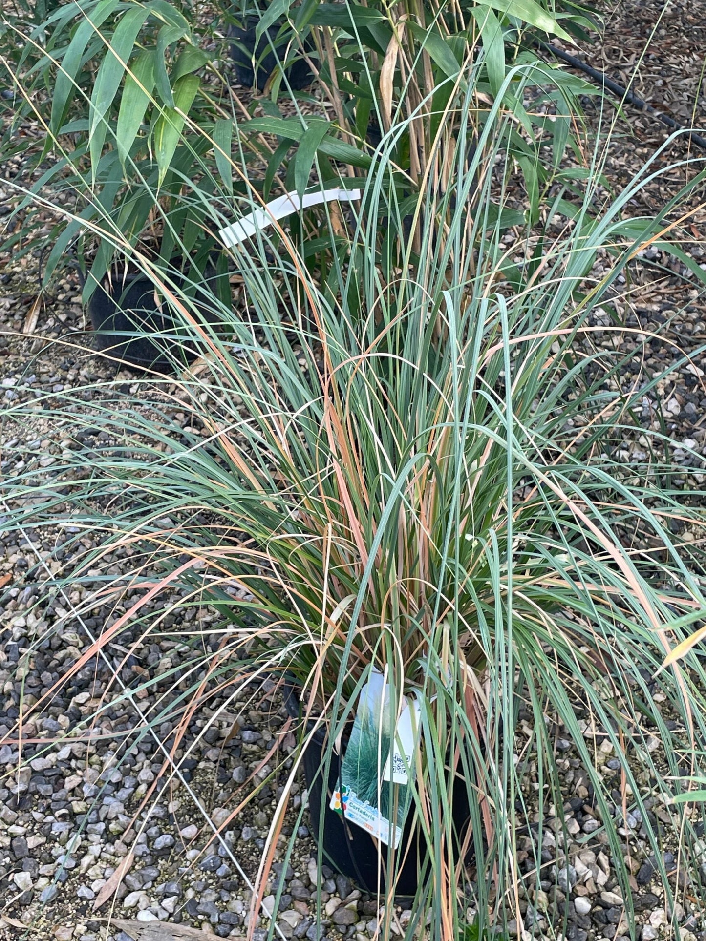 CORTADERIA selloana 'Rendatleri'