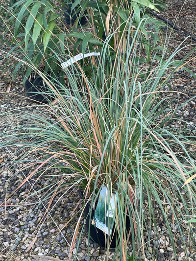 CORTADERIA selloana 'Rendatleri'