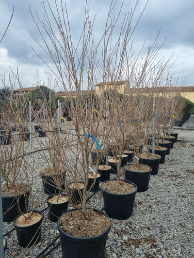CORNUS mas