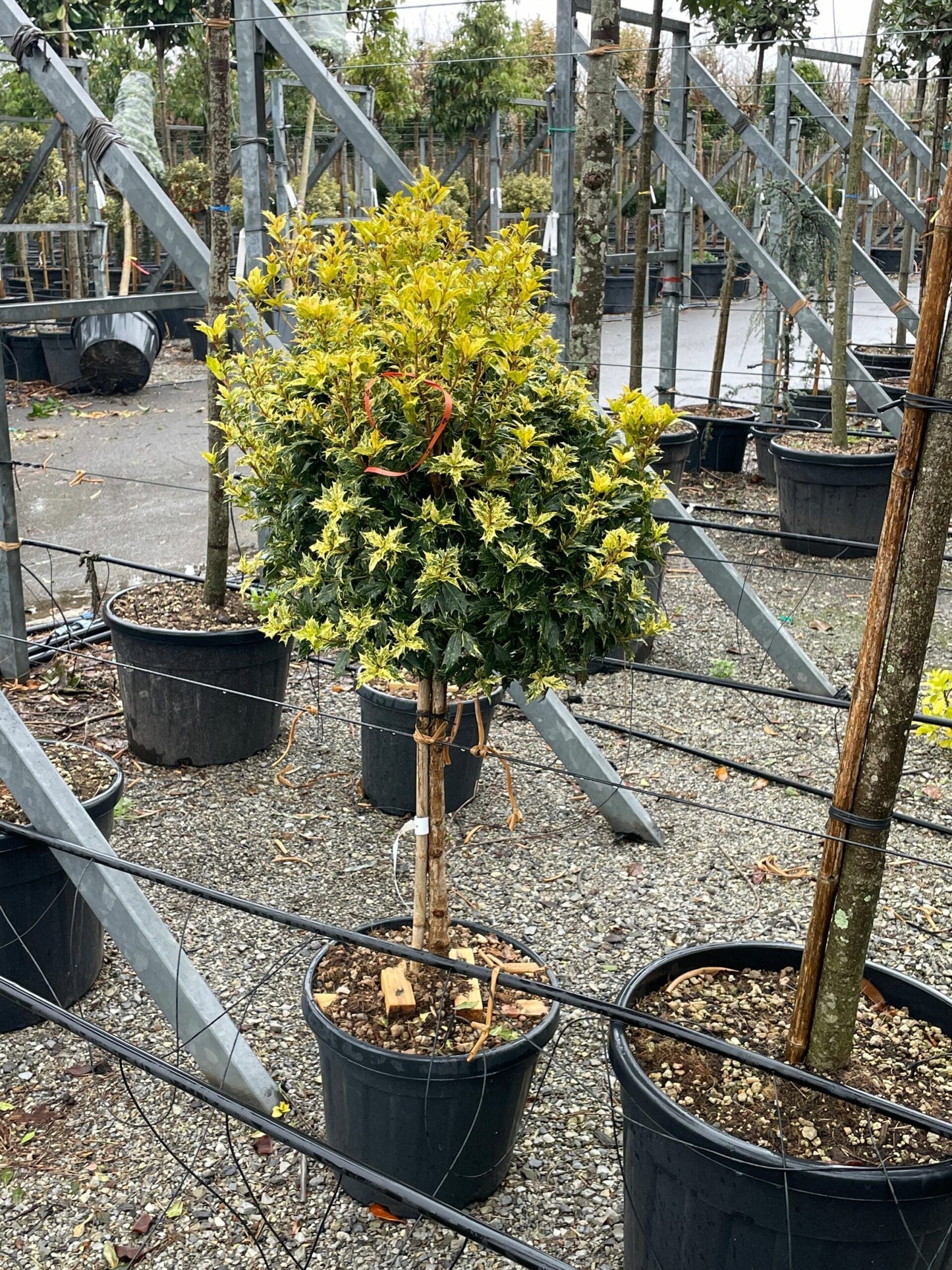 OSMANTHUS heterophyllus 'Variegatus'