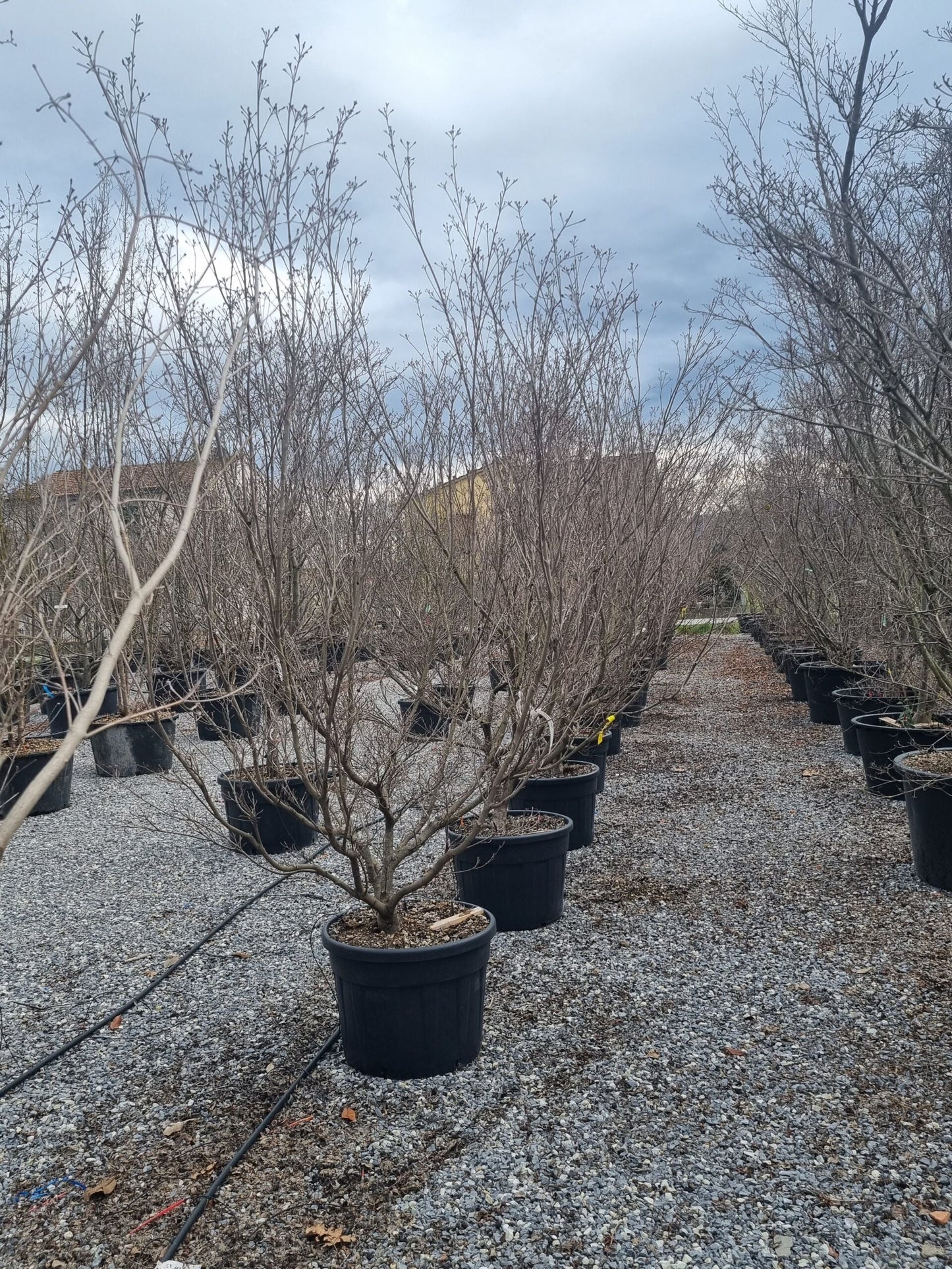 CORNUS kousa 'Giorgia'