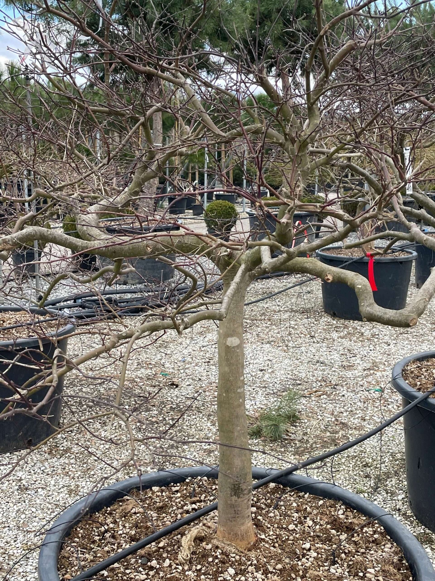 ACER palmatum 'Dissectum ornatum'