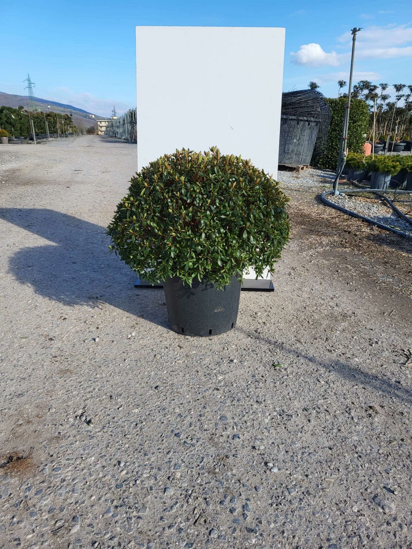 AZALEA japonica 'Rosa'