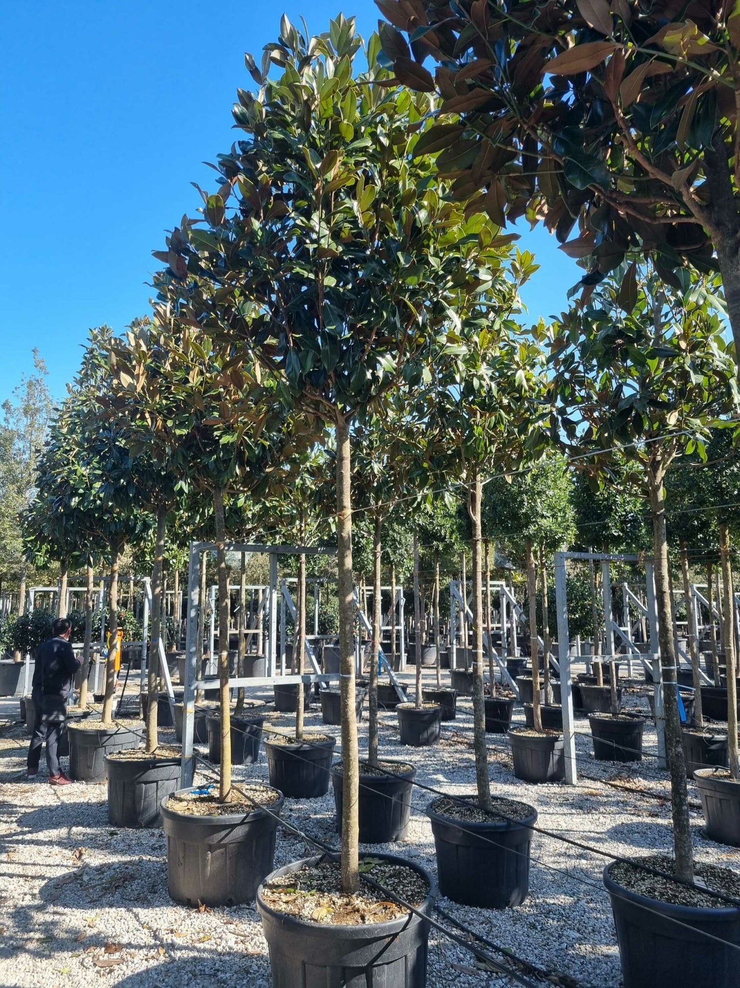 MAGNOLIA grandiflora 'Little Gem'