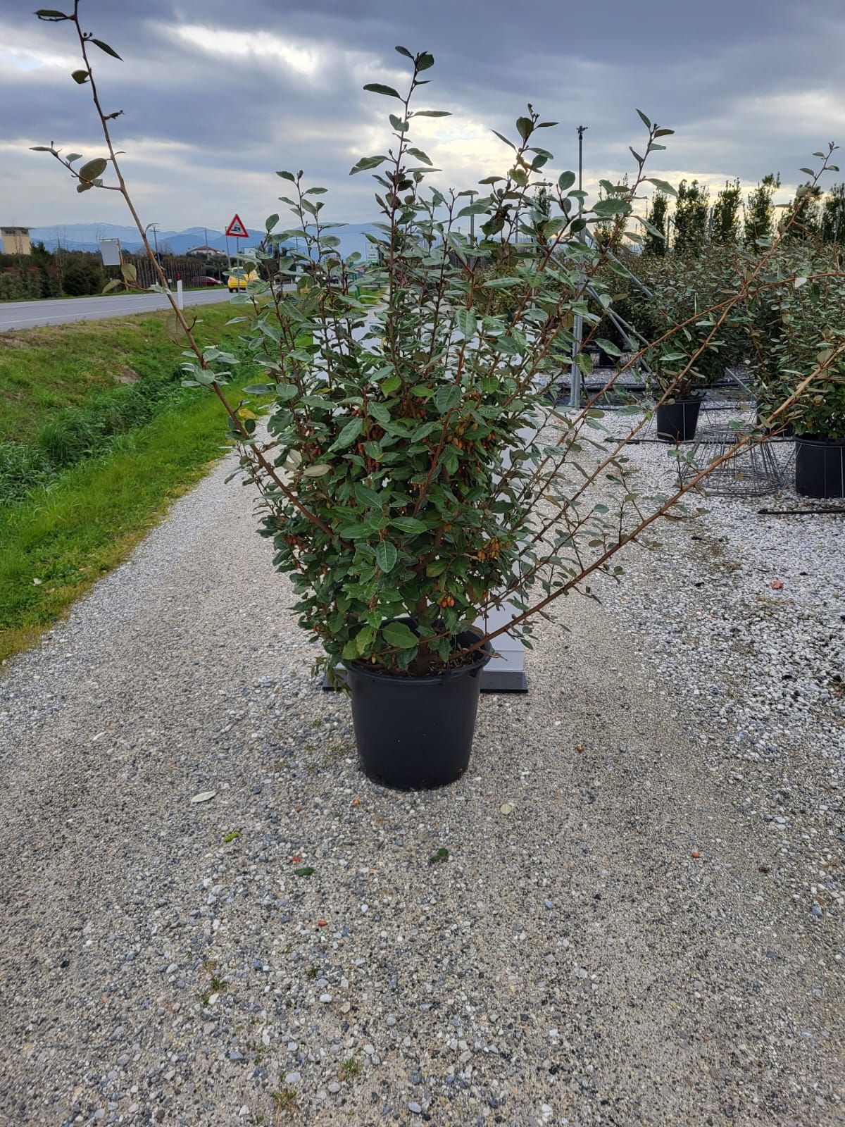 ELAEAGNUS x ebbingei 'Compacta'