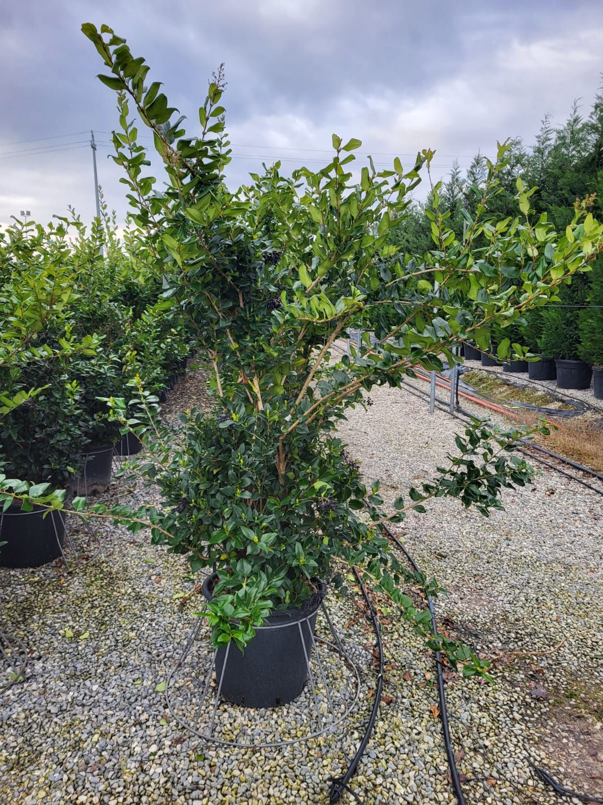 LIGUSTRUM texanum 'Fastigiata'