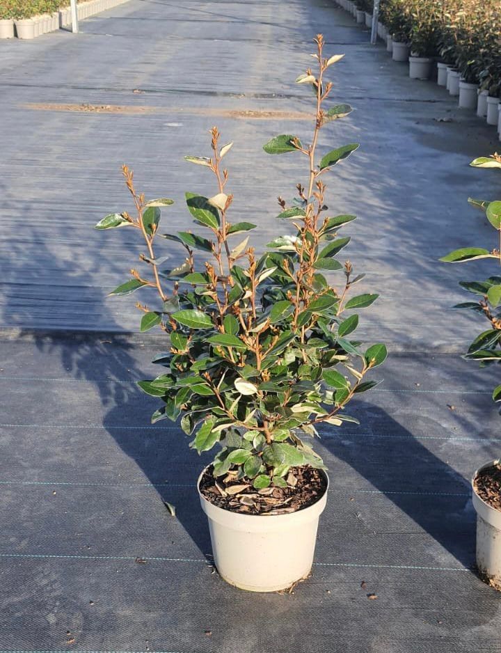 ELAEAGNUS x ebbingei 'Compacta'