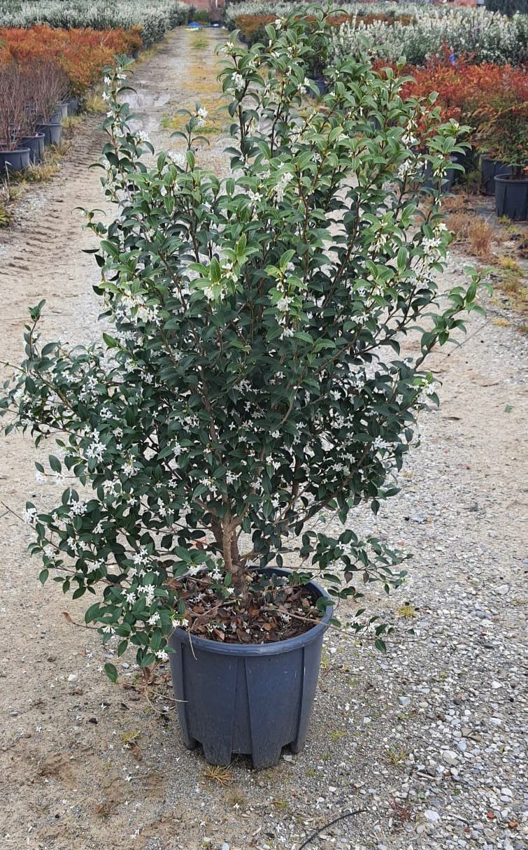 OSTRYA carpinifolia