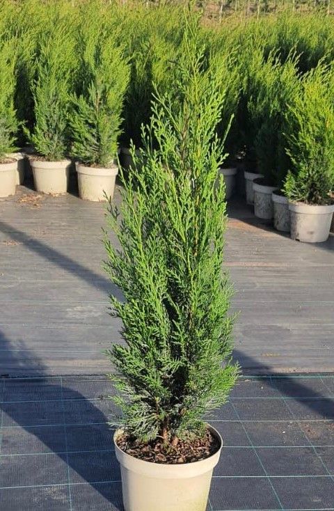CUPRESSOCYPARIS leylandii 'Blue Jeans'