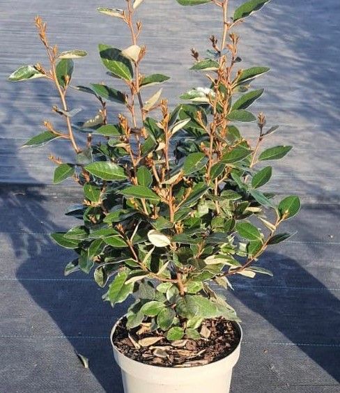 ELAEAGNUS x ebbingei 'Compacta'