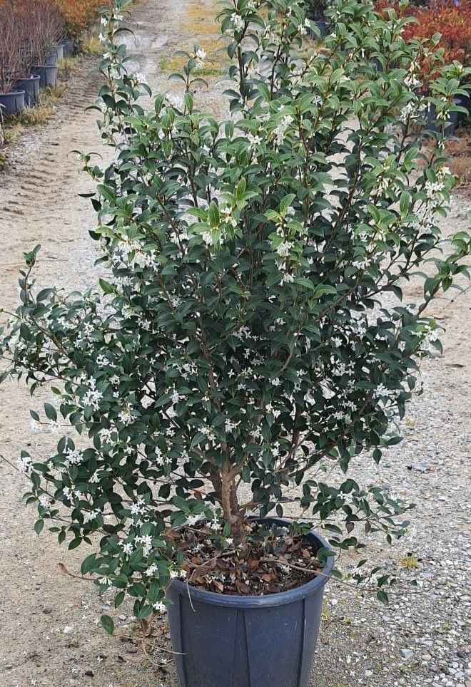 OSTRYA carpinifolia