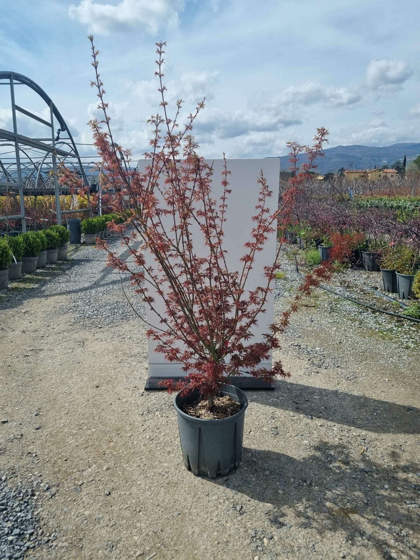 ACER palmatum 'Koto No Ito'