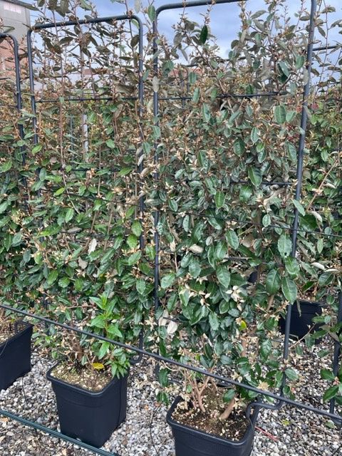 ELAEAGNUS x ebbingei 'Compacta'
