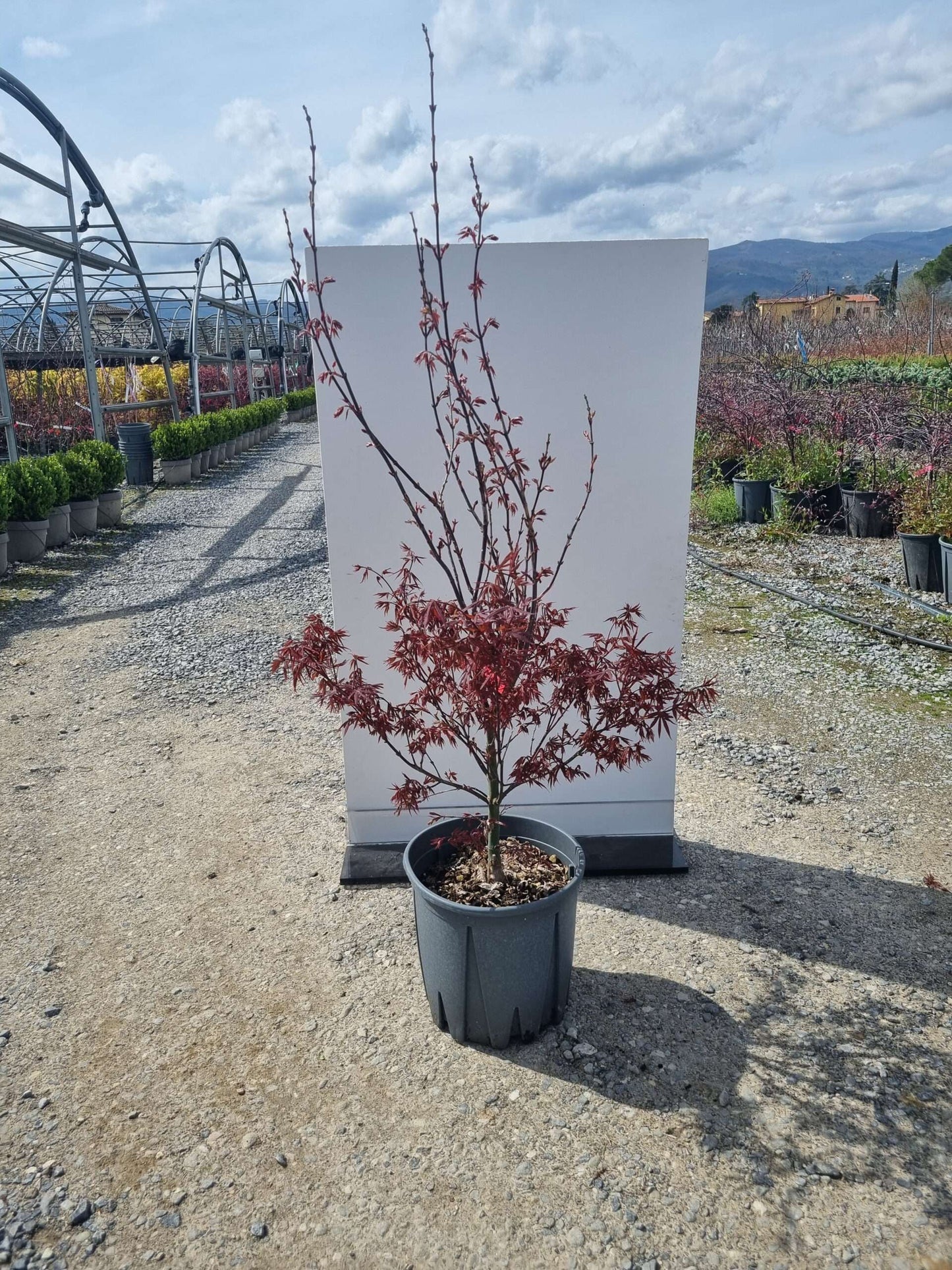 ACER palmatum 'Butterfly'