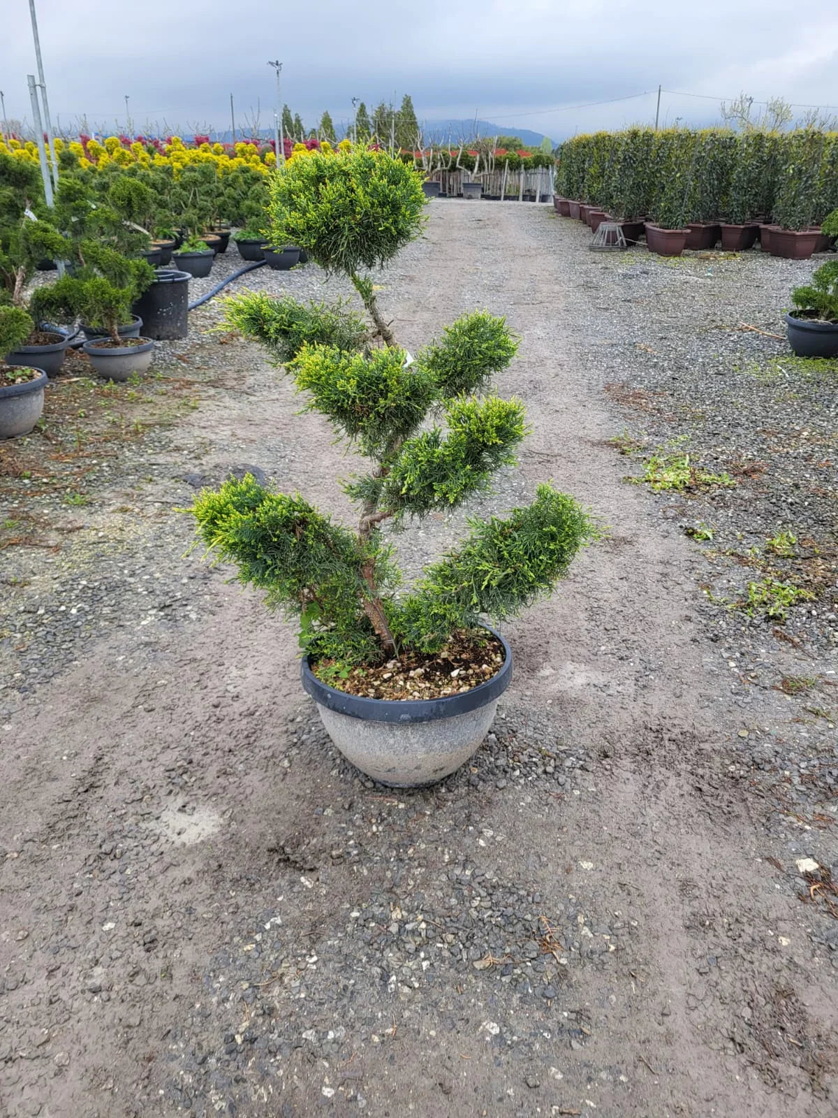 JUNIPERUS x pfitzeriana 'Pfitzeriana Aurea'