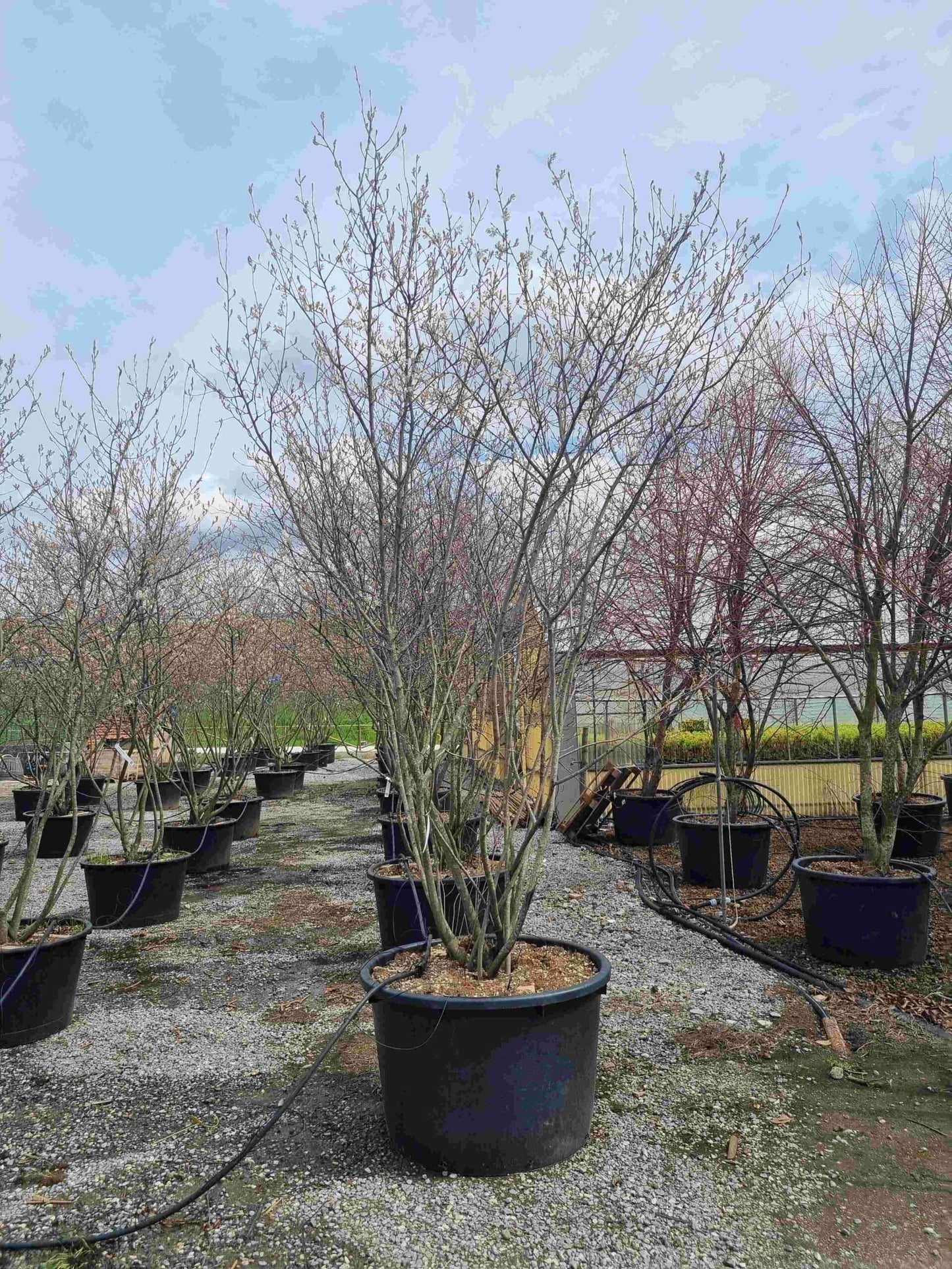 AMELANCHIER ovalis