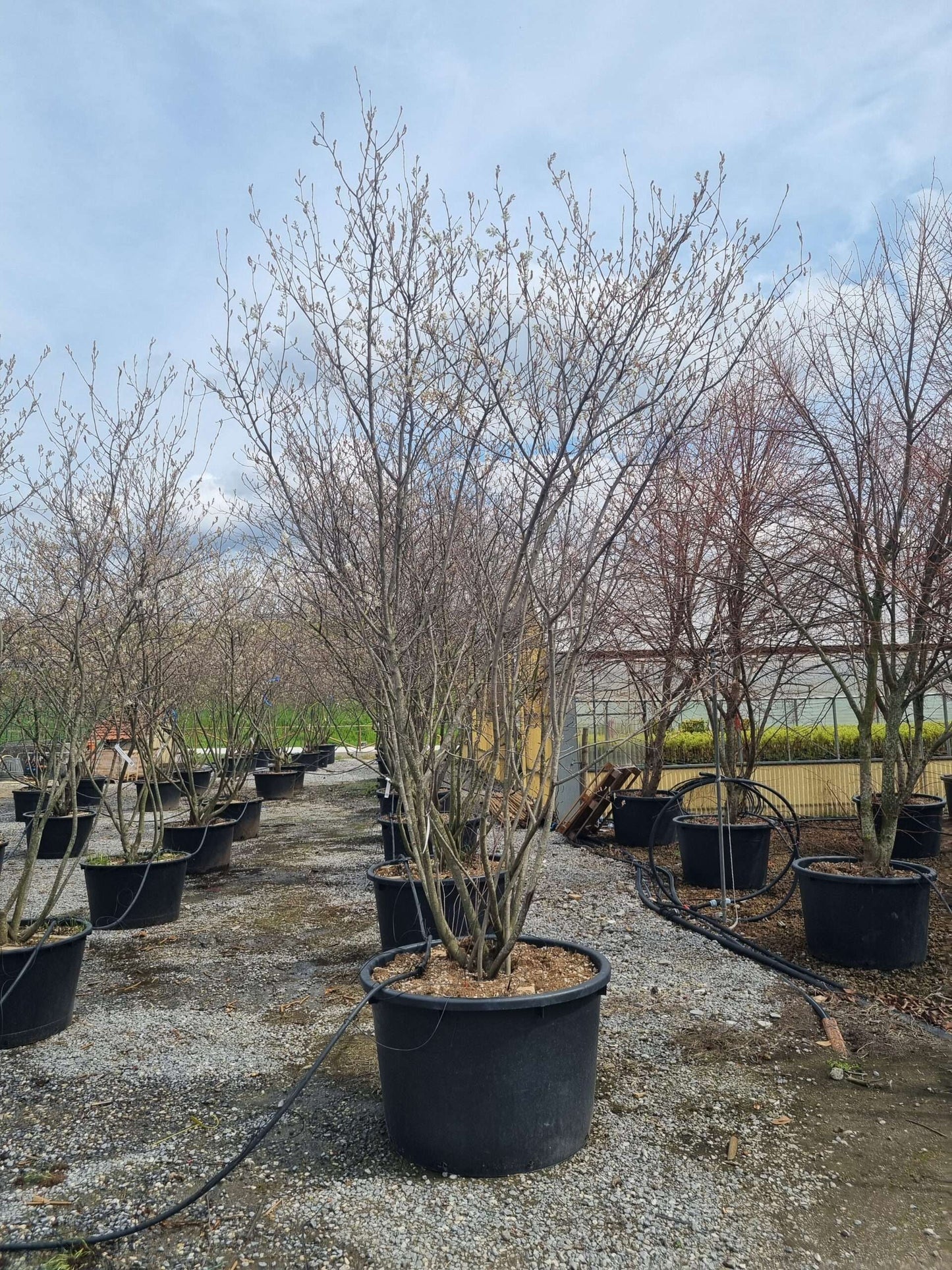 AMELANCHIER ovalis