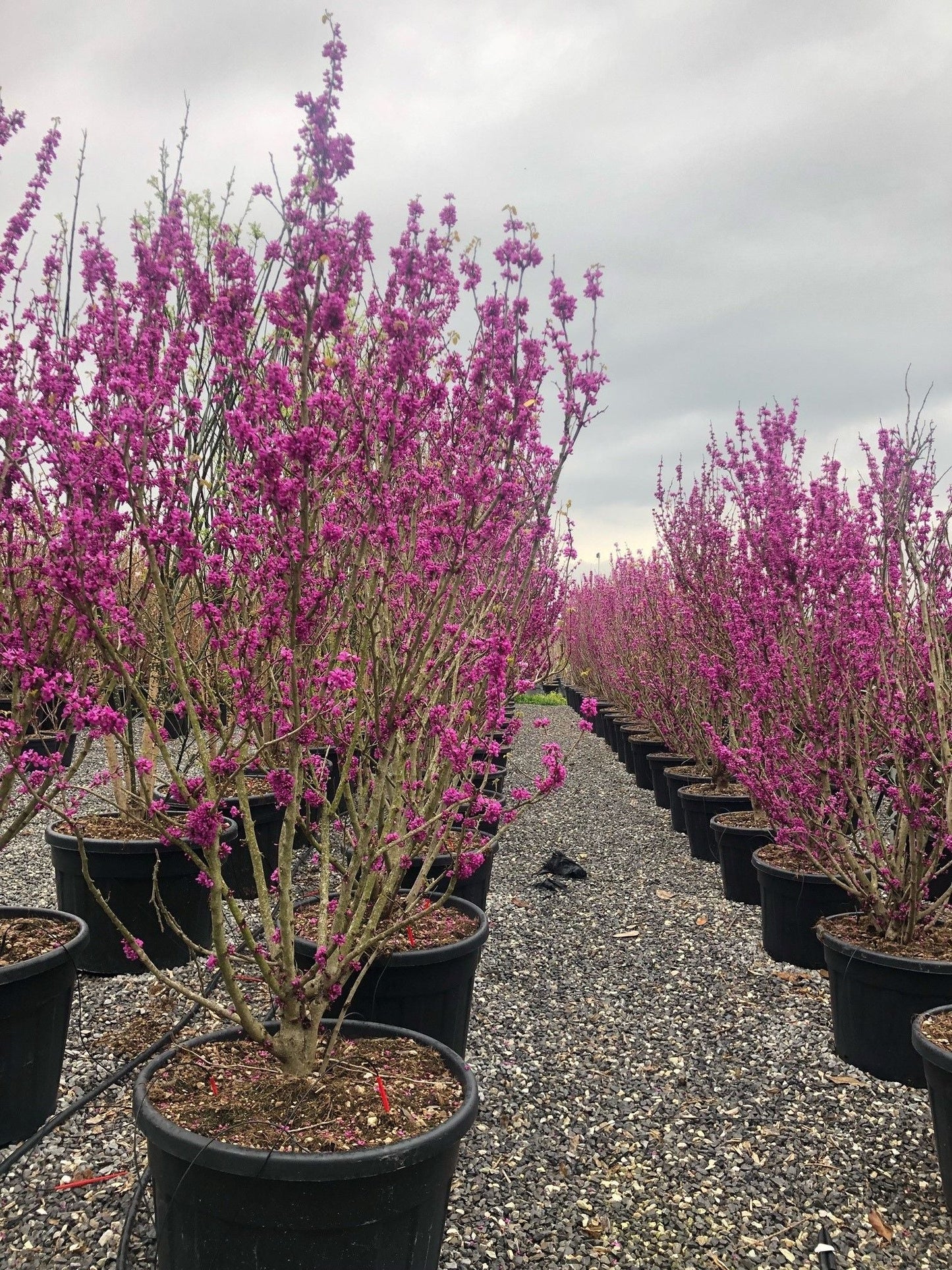 CERCIS siliquastrum 'Alba'