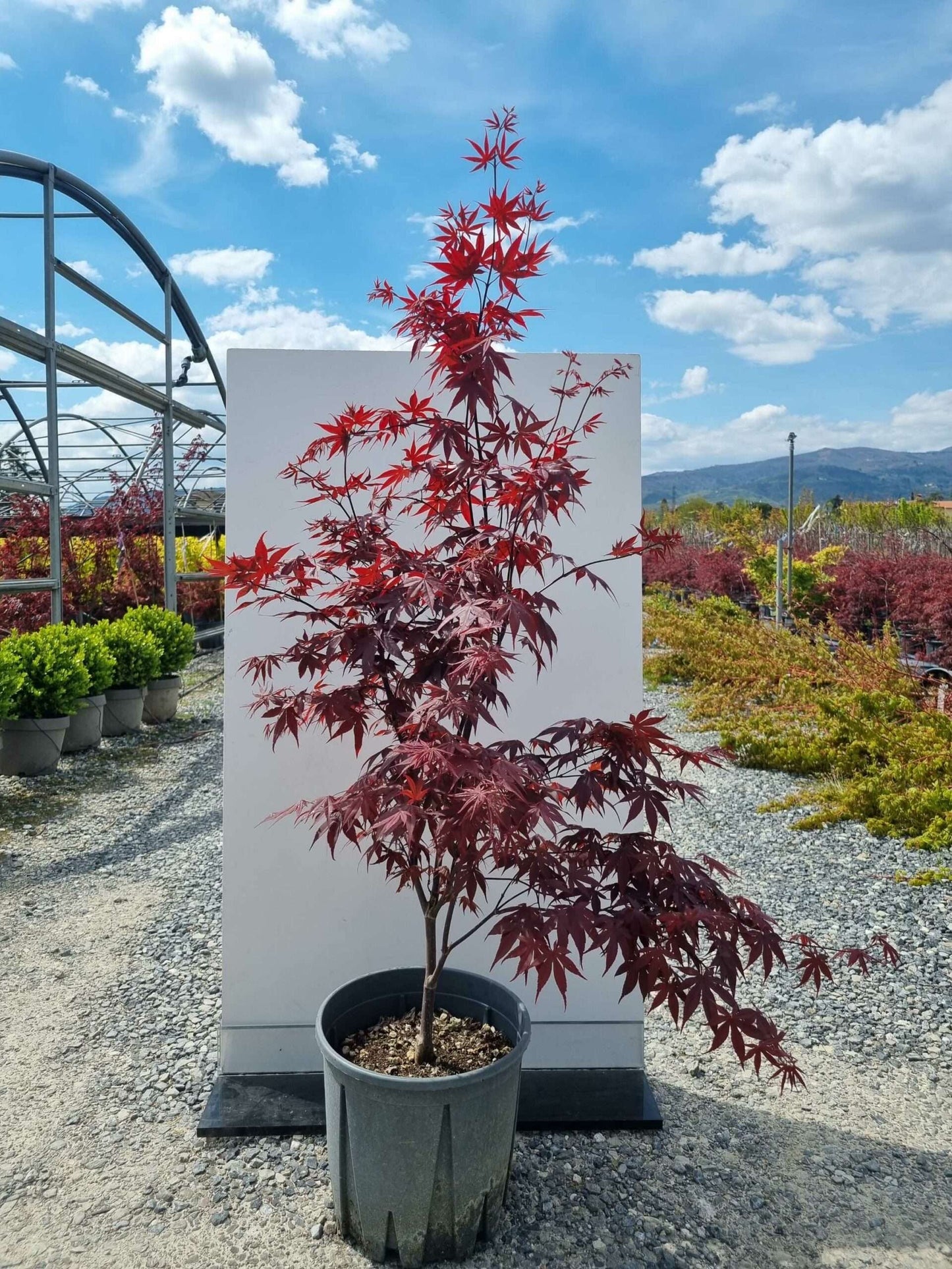 ACER palmatum 'Butterfly'